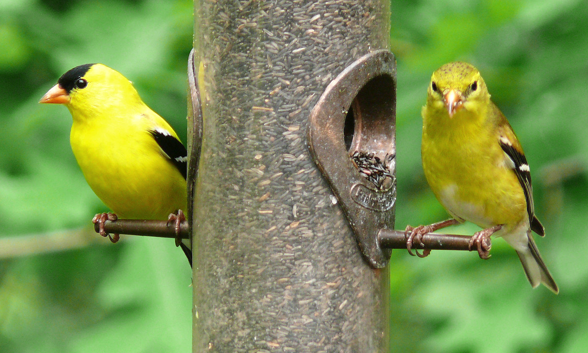 Yellow Bird 桌布 壁紙 — 兩隻鮮黃色的美洲金翅雀棲息在一個金屬鳥飼料器上，背景是茂密的綠色植物。