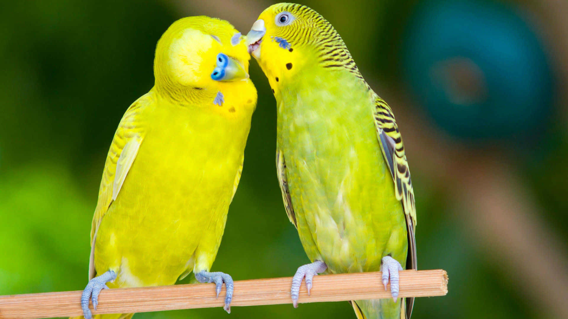 birds 桌布 壁紙 — 兩隻鮮黃色的虎皮鸚鵡棲息在木棍上，在柔和的綠色模糊背景下親暱地依偎。