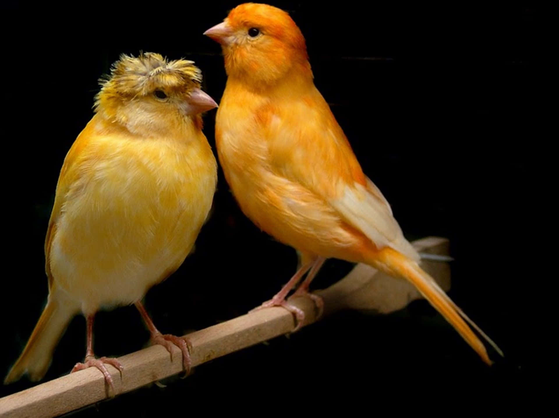 Yellow Canary 桌布 壁紙 — 兩隻鮮黃色的金絲雀緊密地棲息在木枝上，背景為純黑色。