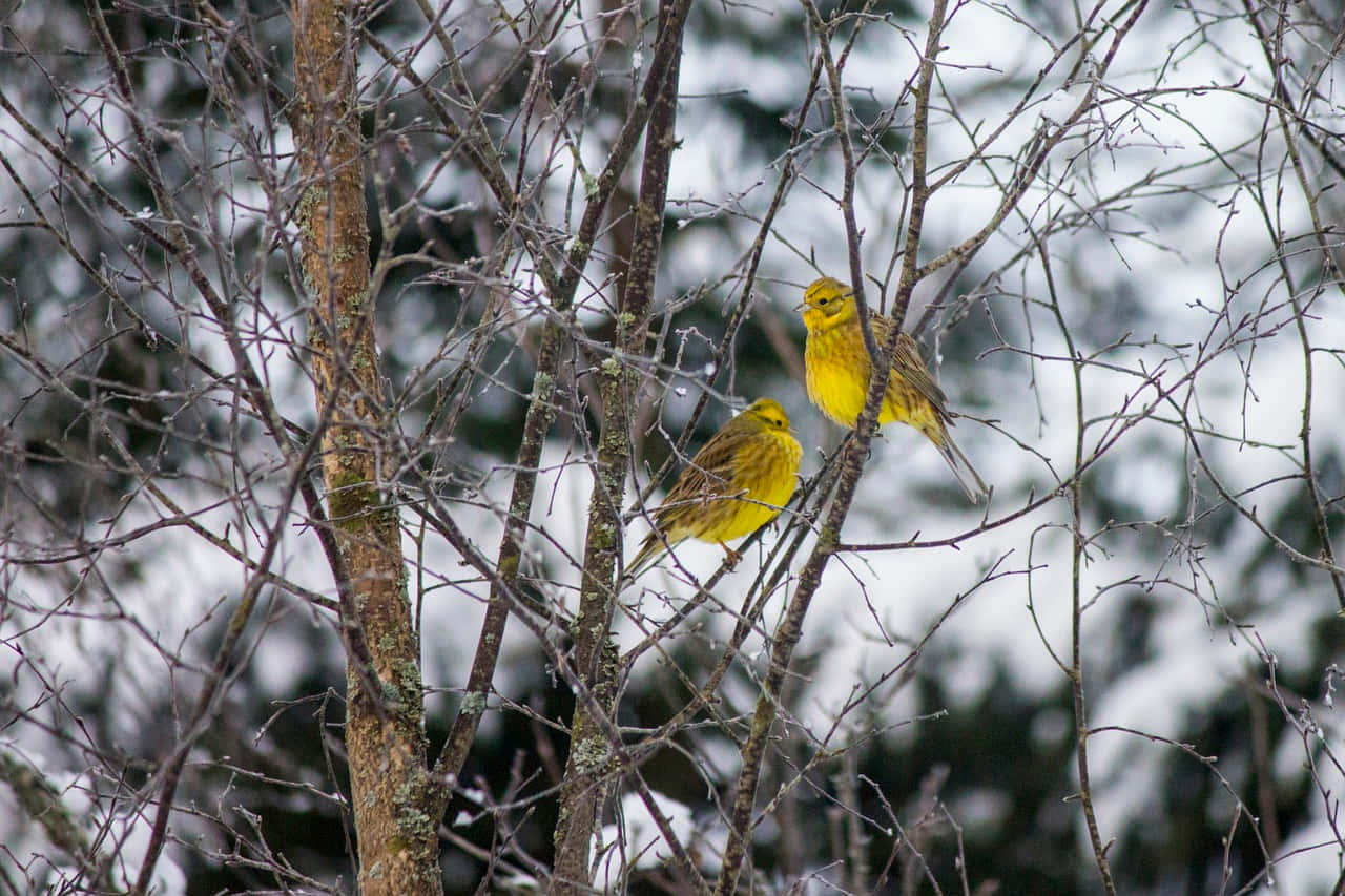 Yellowhammer 桌布 壁紙 — 兩隻鮮黃色的鳥兒棲息在覆蓋著白雪的裸露樹枝上，背景是模糊的冬季森林。