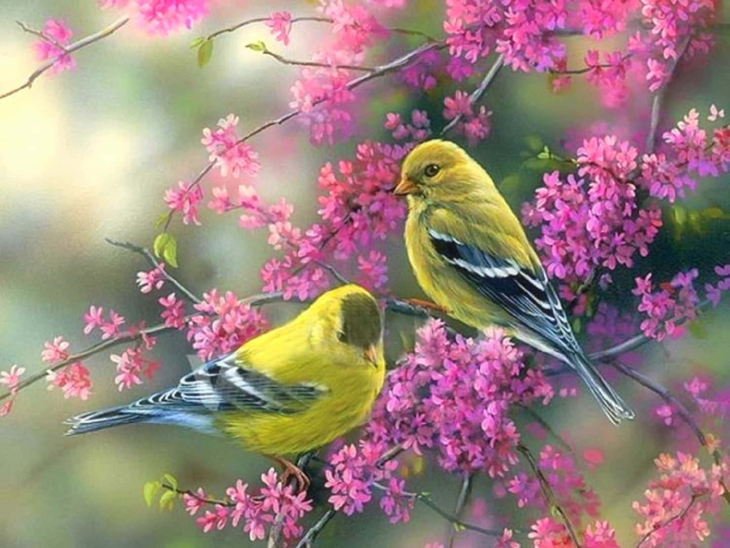 Spring Birds 桌布 壁紙 — 兩隻鮮黃色的鳥兒棲息在開滿粉紅色花朵的樹枝上，背景柔和模糊。