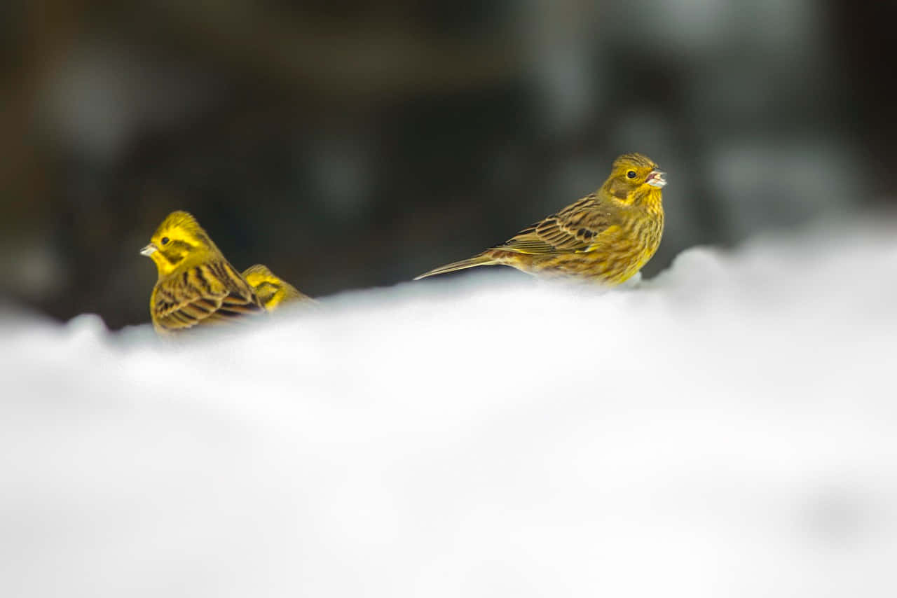 Yellowhammer 桌布 壁紙 — 兩隻鮮黃色的鳥棲息在積雪的窗台上，背景是模糊的暗色。
