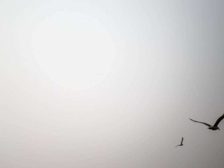 兩隻鳥在霧濛濛的天空中飛翔，明亮的太陽帶有光暈。 — 純色動圖 壁紙