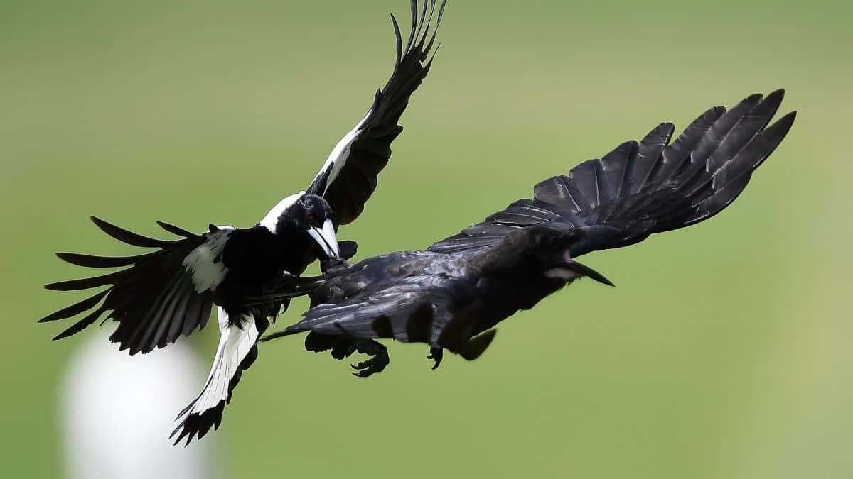 Magpies And Crows 桌布 壁紙 — 兩隻鳥在空中碰撞，翅膀張開，背景是柔和的綠色。