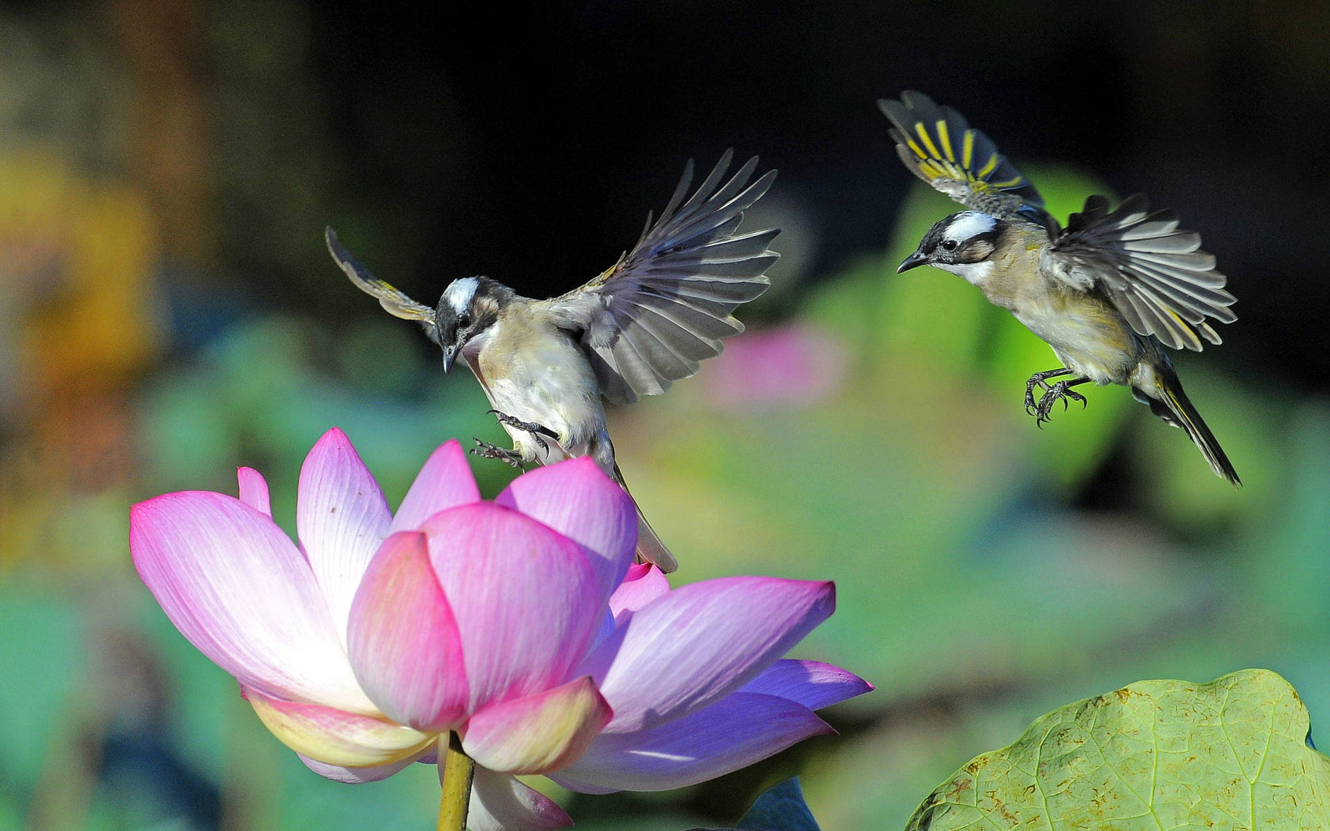 蜂鳥 桌布 壁紙 — 兩隻鳥在飛行中盤旋於一朵鮮豔的粉紅色蓮花附近，背景是柔和模糊的綠色。