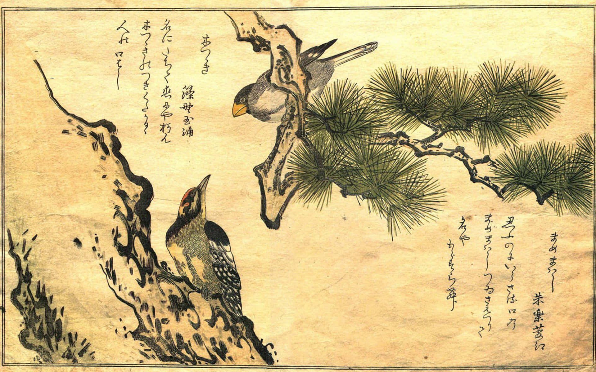 桌布 壁紙 — 兩隻鳥棲息在松樹枝上，背景是帶有日本書法的舊羊皮紙。