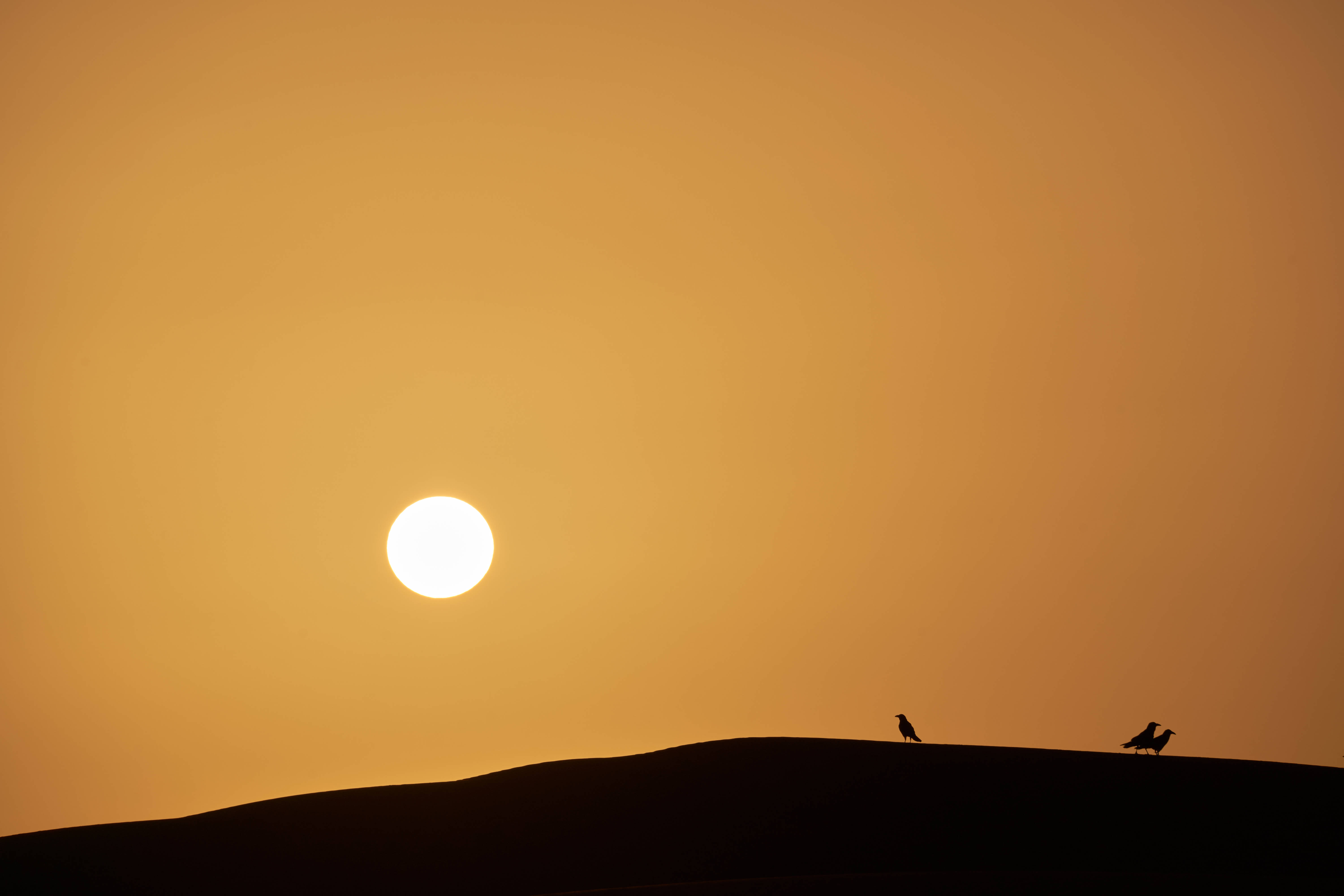 Sahara 桌布 壁紙 — 兩隻鳥棲息在沙漠沙丘頂上，夕陽在溫暖的橙色天空中落下。
