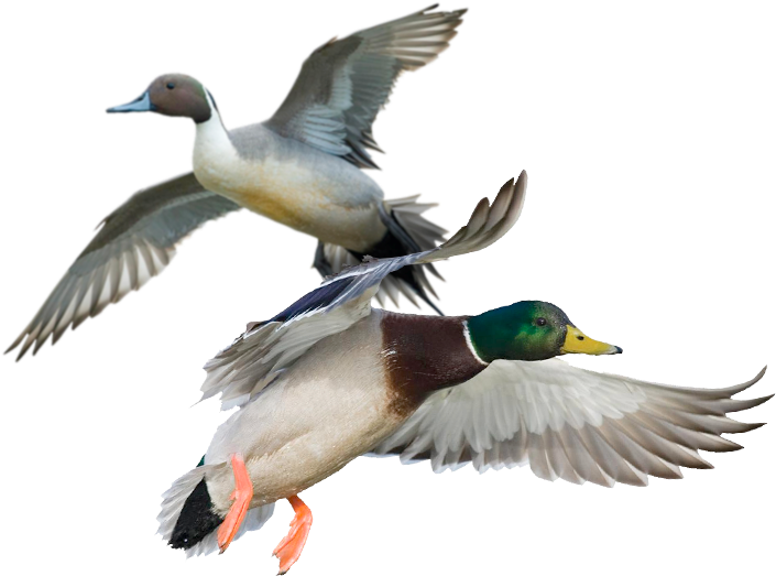 ducks 桌布 壁紙 — 兩隻鴨子在純黑背景下展翅高飛，翅膀張開，羽毛細節清晰，捕捉光線。