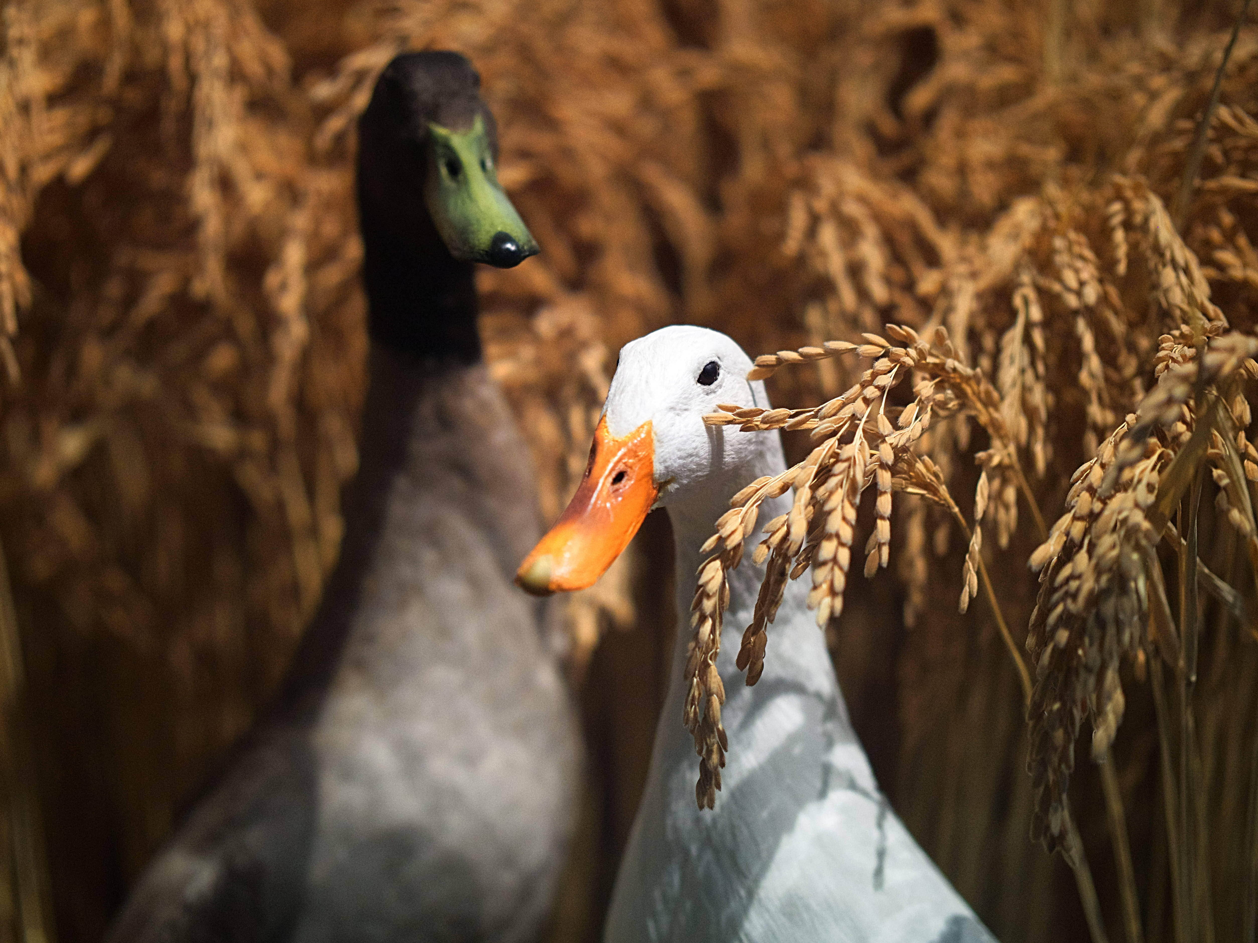 White Duck 桌布 壁紙 — 兩隻鴨子在陽光明媚、帶有溫暖大地色調的田野中，從金黃色的稻稈間探出頭來。