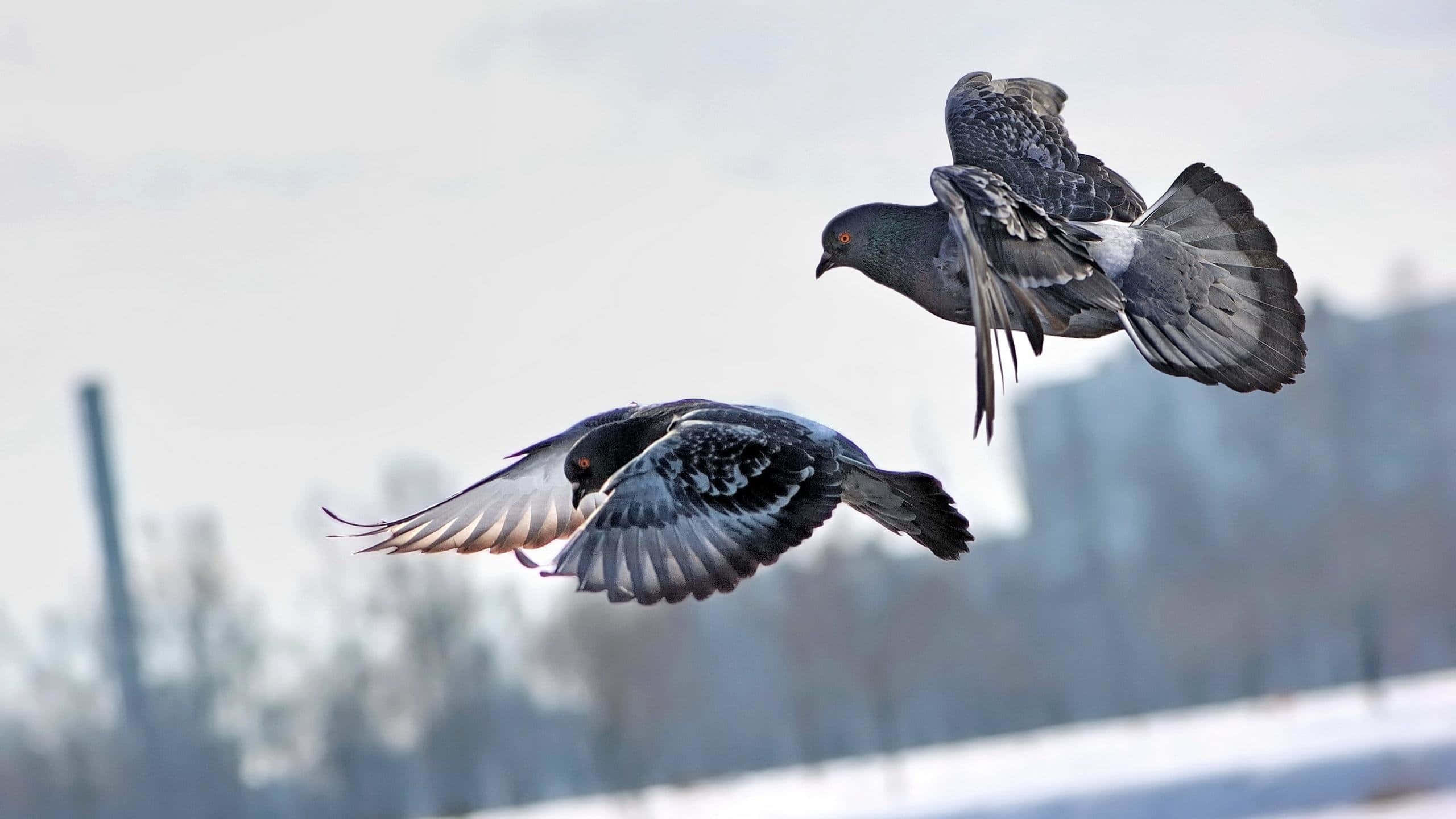 pigeon 桌布 壁紙 — 兩隻鴿子在雪景城市天空中優雅飛翔，背景是模糊的建築物。