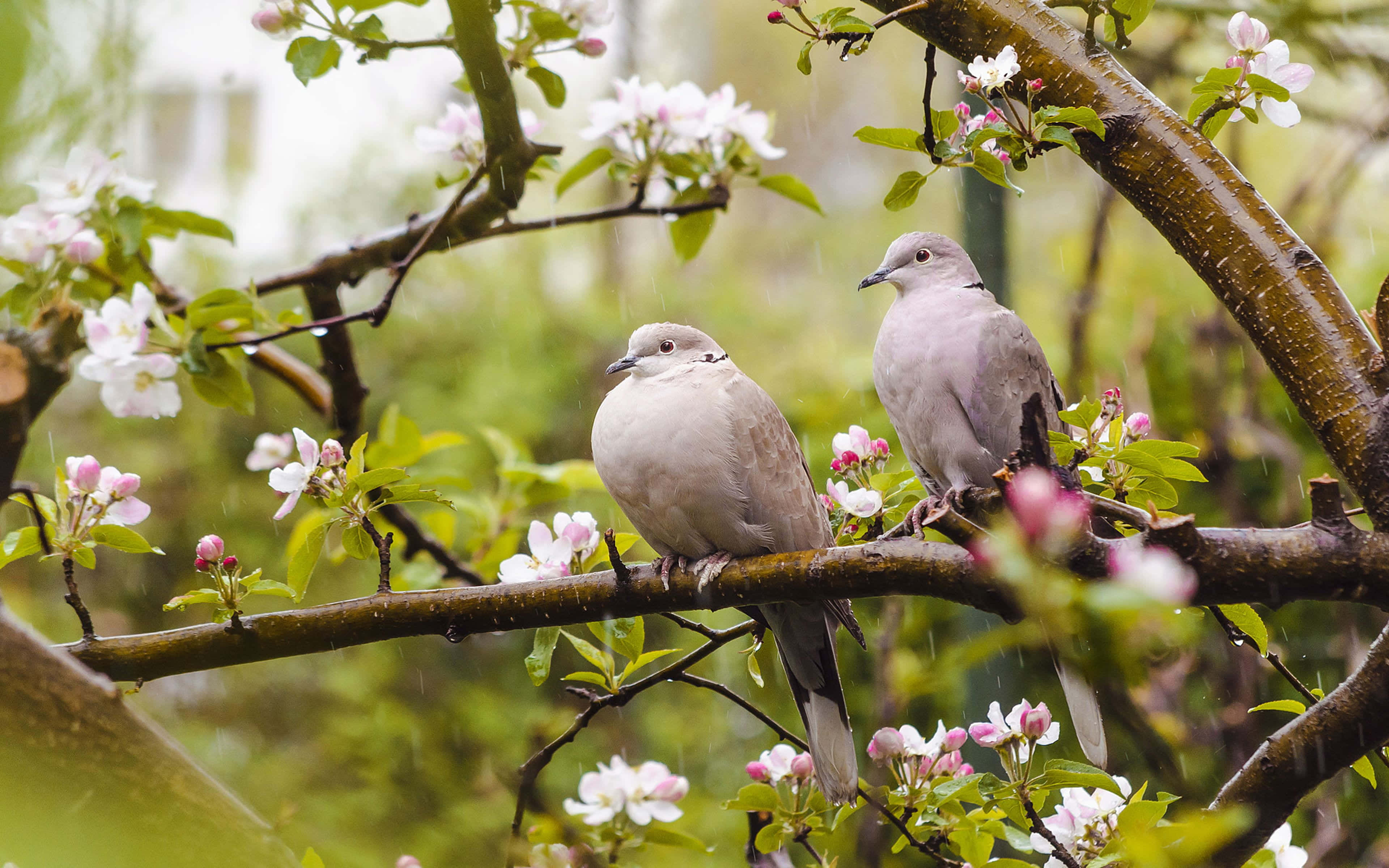 Spring Birds 桌布 壁紙 — 兩隻鴿子棲息在盛開的樹枝上，溫柔的雨絲落在粉紅與白色的花朵之間。