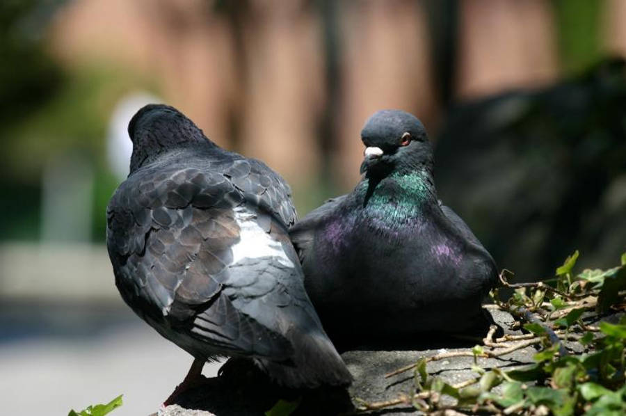 birds 桌布 壁紙 — 兩隻鴿子棲息在陽光普照的石架上，一隻正在整理羽毛，另一隻則在綠色樹葉中向前凝視。