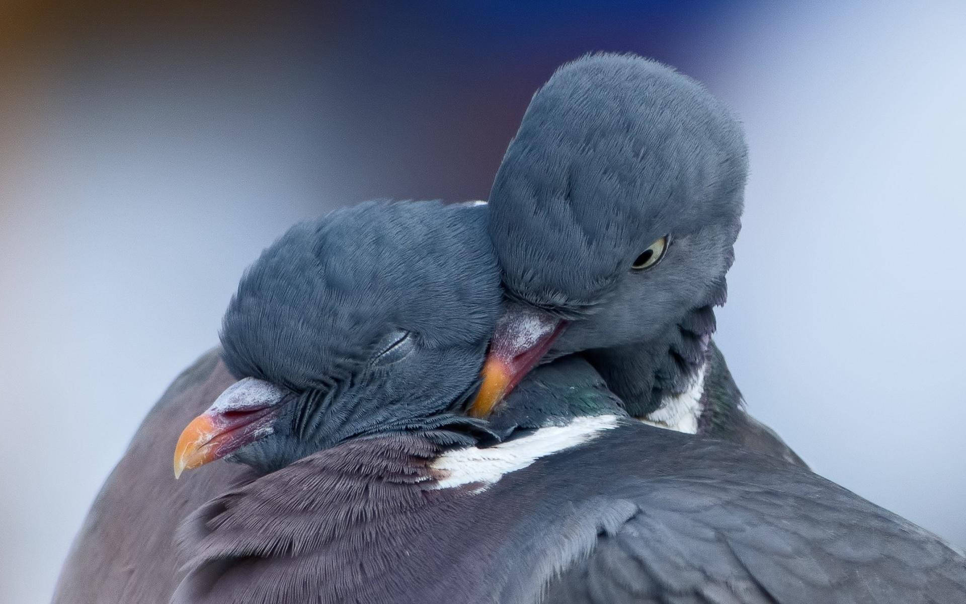 birds 桌布 壁紙 — 兩隻鴿子緊緊依偎，其中一隻將頭靠在另一隻的背上，背景柔和模糊。