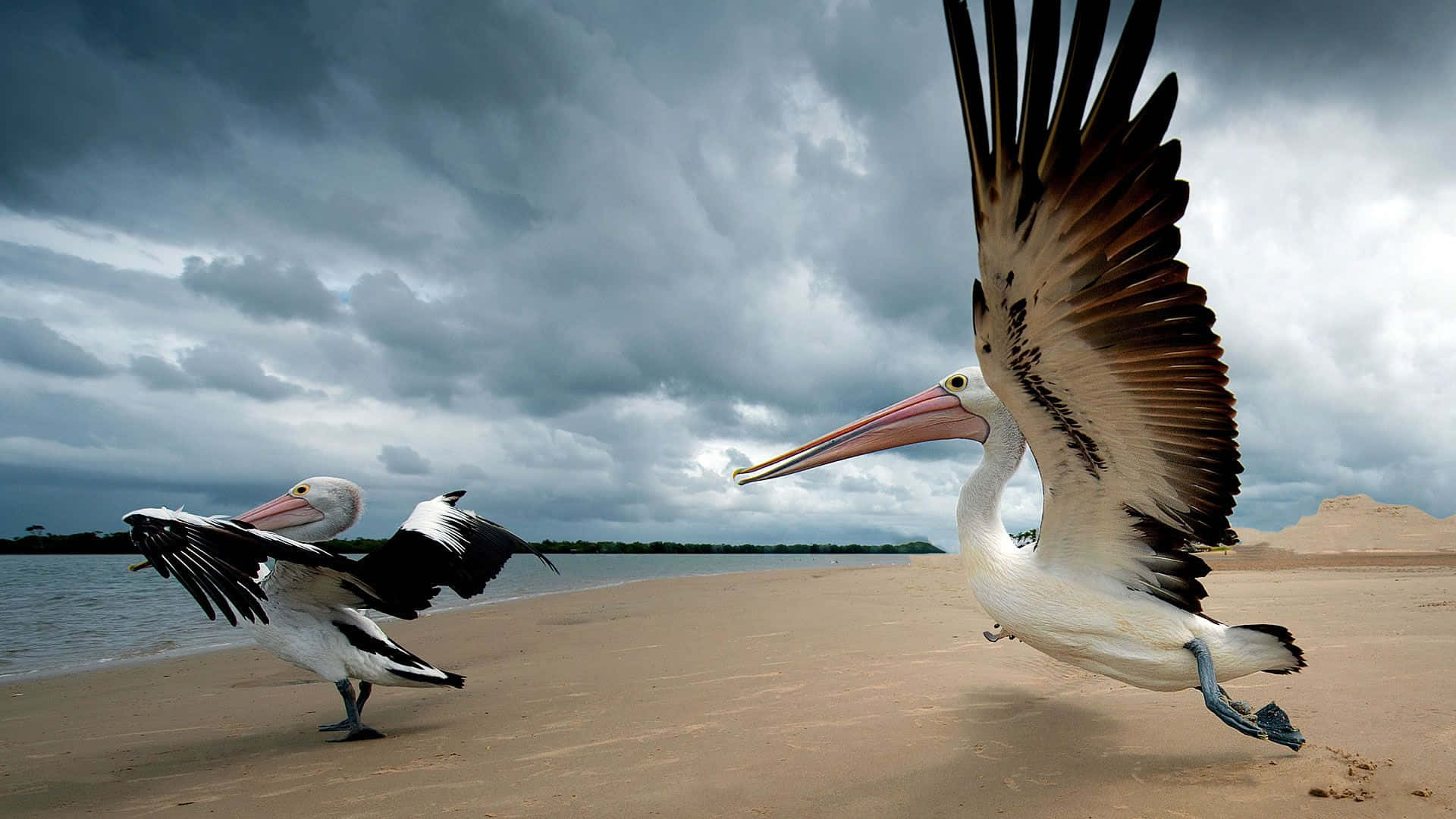 Pelicans 桌布 壁紙 — 兩隻鵜鶘在風暴天空下的沙灘上，其中一隻展翅起飛。