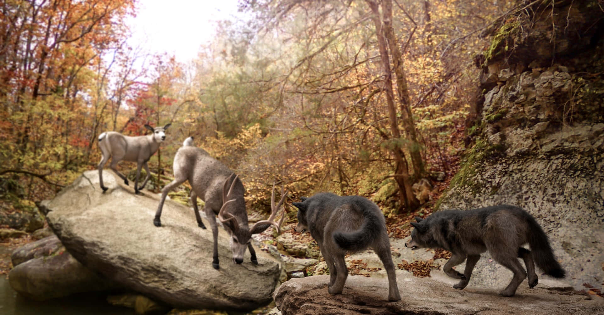 Wolf Attack 桌布 壁紙 — 兩隻鹿和兩隻狼在充滿活力的秋日森林中穿越岩石溪床。