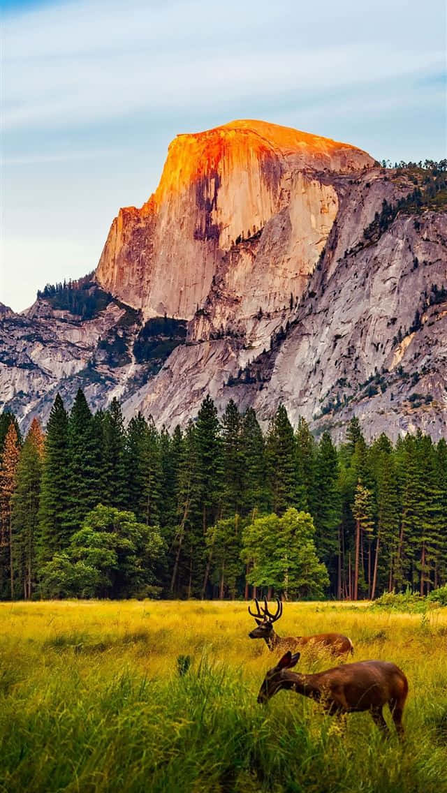 Yellowstone 桌布 壁紙 — 兩隻鹿在陽光明媚的草地上吃草，背景是沐浴在金色日落光芒中的高聳花崗岩懸崖。