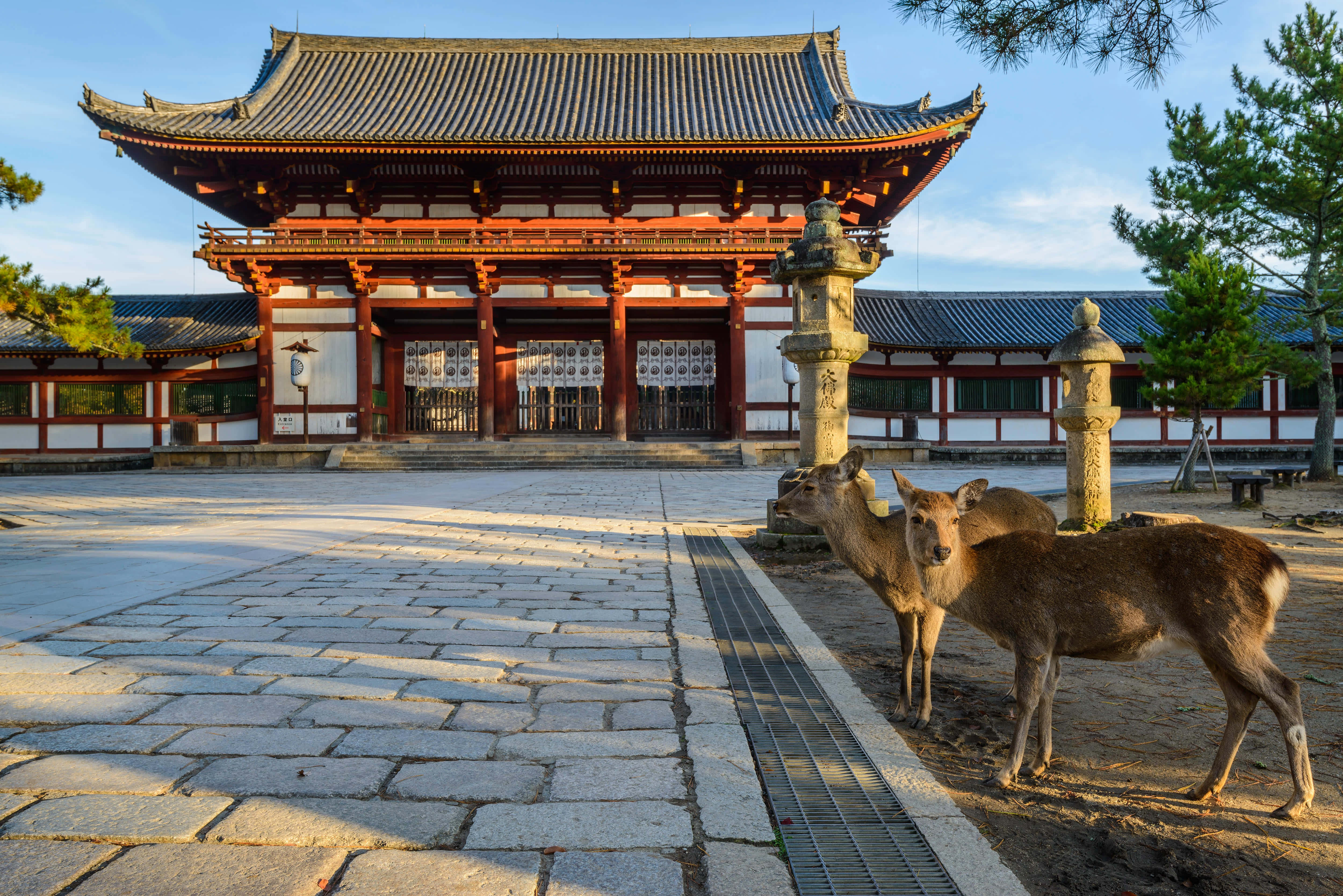 兩隻鹿站在建築物前 壁紙