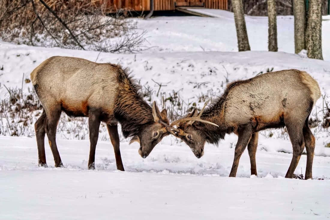 Elk 桌布 壁紙 — 兩隻麋鹿在白雪覆蓋的森林空地中鎖定鹿角，背景有光禿的樹木和木結構。