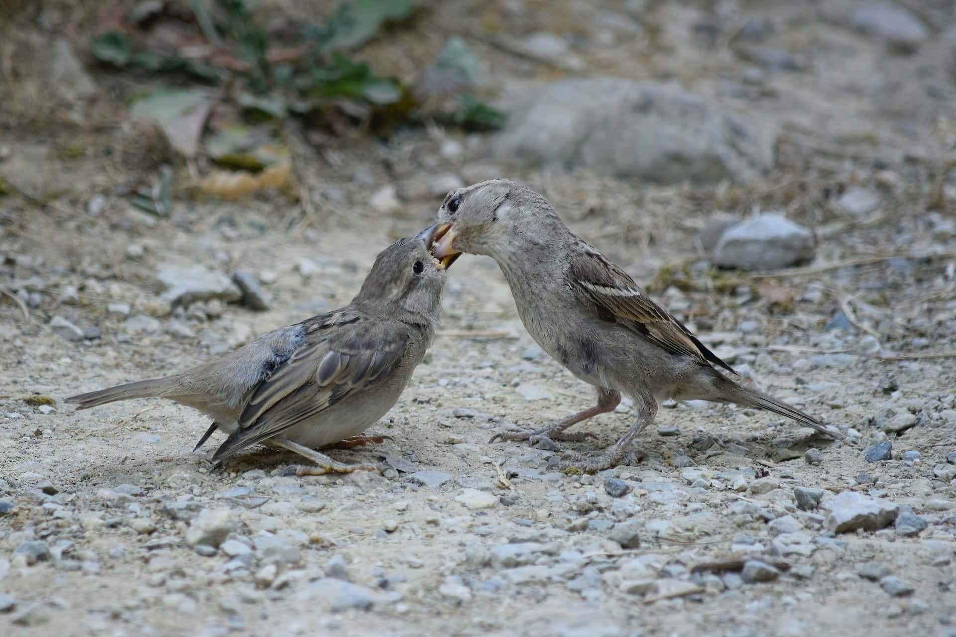 鳥 桌布 壁紙 — 兩隻麻雀在碎石地面上互動，其中一隻在白天餵食另一隻。