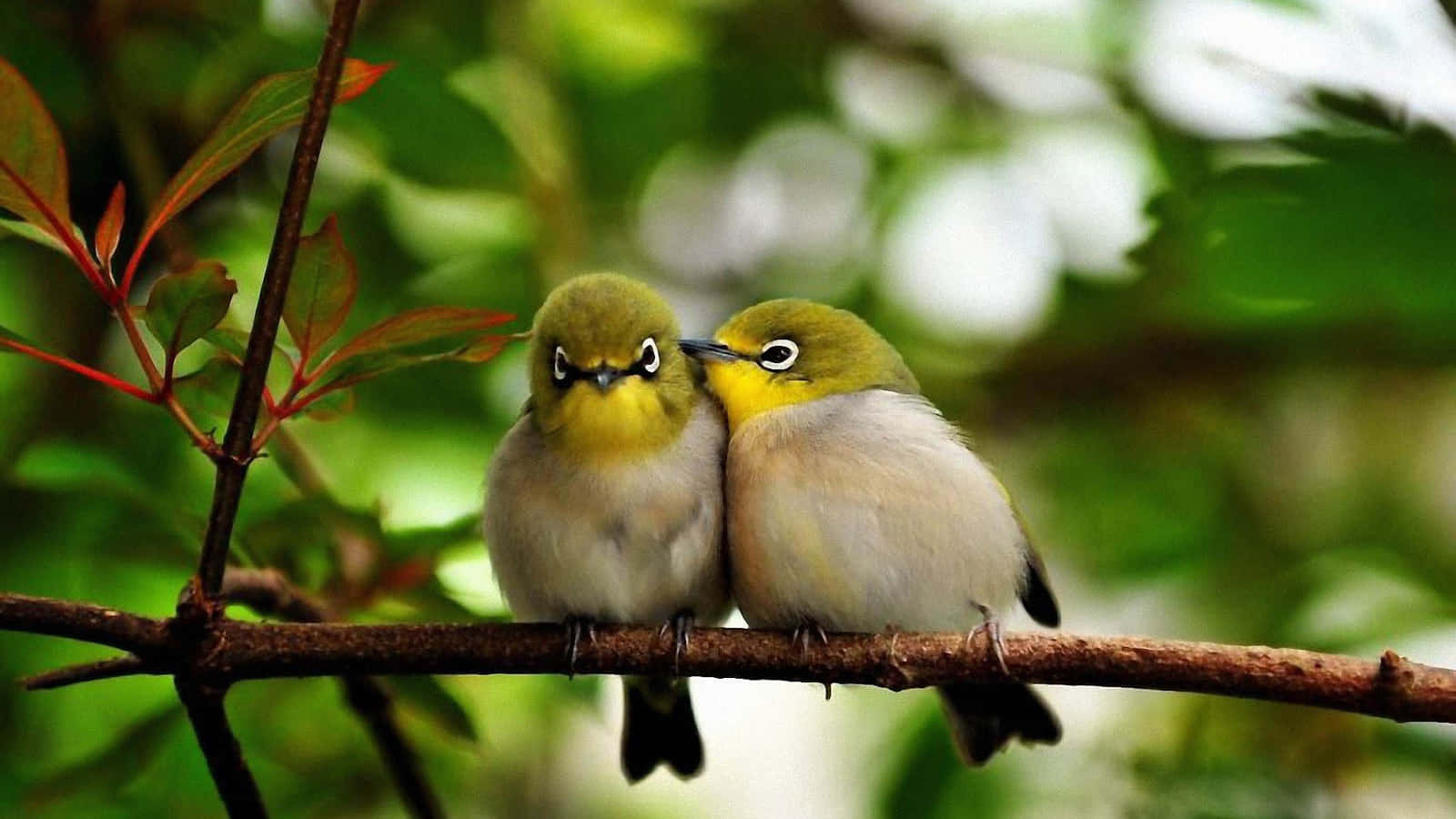 birds 桌布 壁紙 — 兩隻黃喉小綠鳥緊密地棲息在茂密樹葉中的樹枝上。