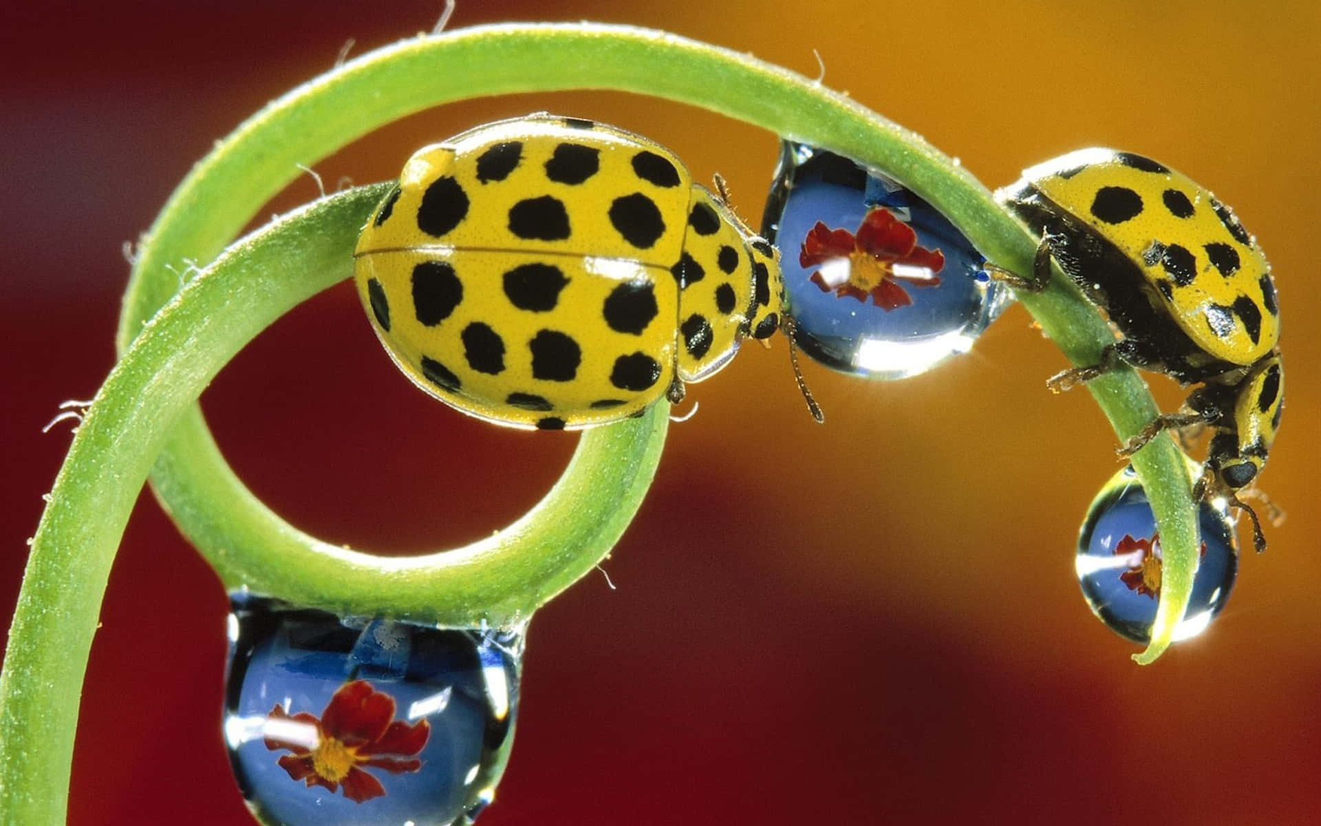 ladybug 桌布 壁紙 — 兩隻黃色斑點瓢蟲緊貼在一條彎曲的綠色莖上，莖上有露珠映照著紅色花朵，背景是溫暖的漸層色。