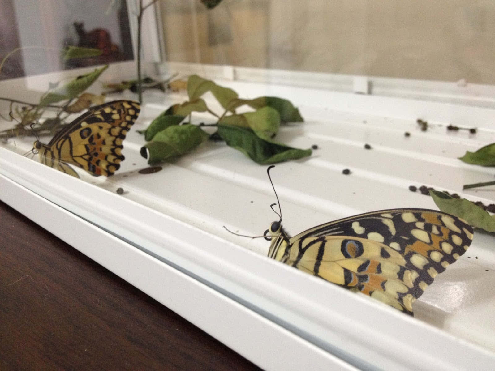 Caterpillar Transformation 桌布 壁紙 — 兩隻黃色黑色斑點蝴蝶在帶有綠色葉子和深色斑點的白色脊狀表面上休息。