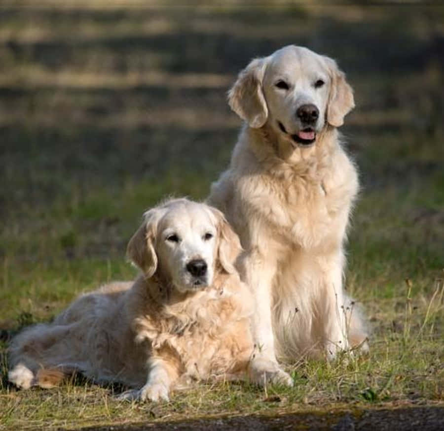 Big Dog 桌布 壁紙 — 兩隻黃金獵犬，一隻坐著一隻躺在草地上，沐浴在溫暖的陽光中，背景柔和模糊。