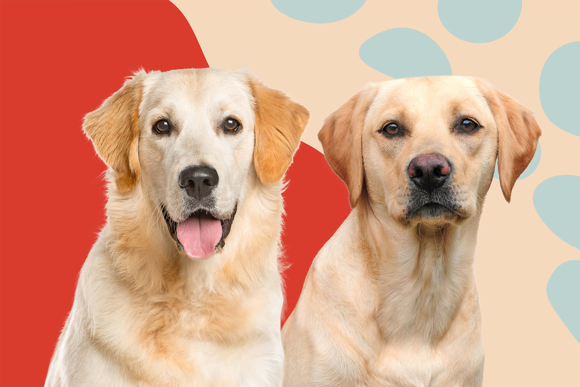 Labrador 桌布 壁紙 — 兩隻黃金獵犬帶著快樂平靜的表情，坐在鮮豔的紅色和米色背景前，背景上有淺藍色的腳印形狀。