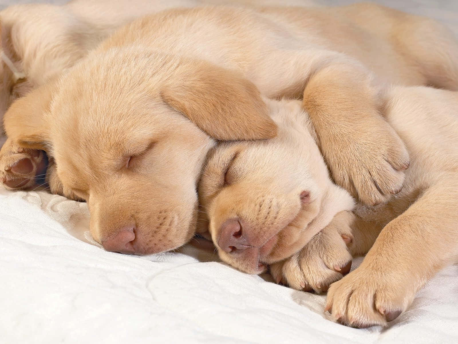 golden retriever puppy 桌布 壁紙 — 兩隻黃金獵犬幼犬在柔軟的白色毛毯上纏繞在一起平靜地睡覺。