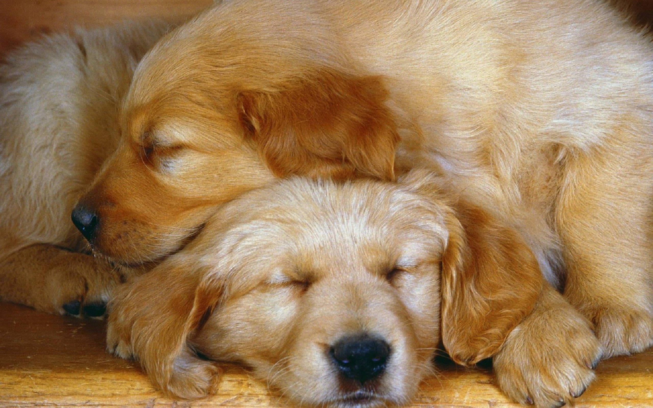黃金獵犬幼犬 桌布 壁紙 — 兩隻黃金獵犬幼犬在溫暖的木地板上蜷縮在一起，安然入睡。