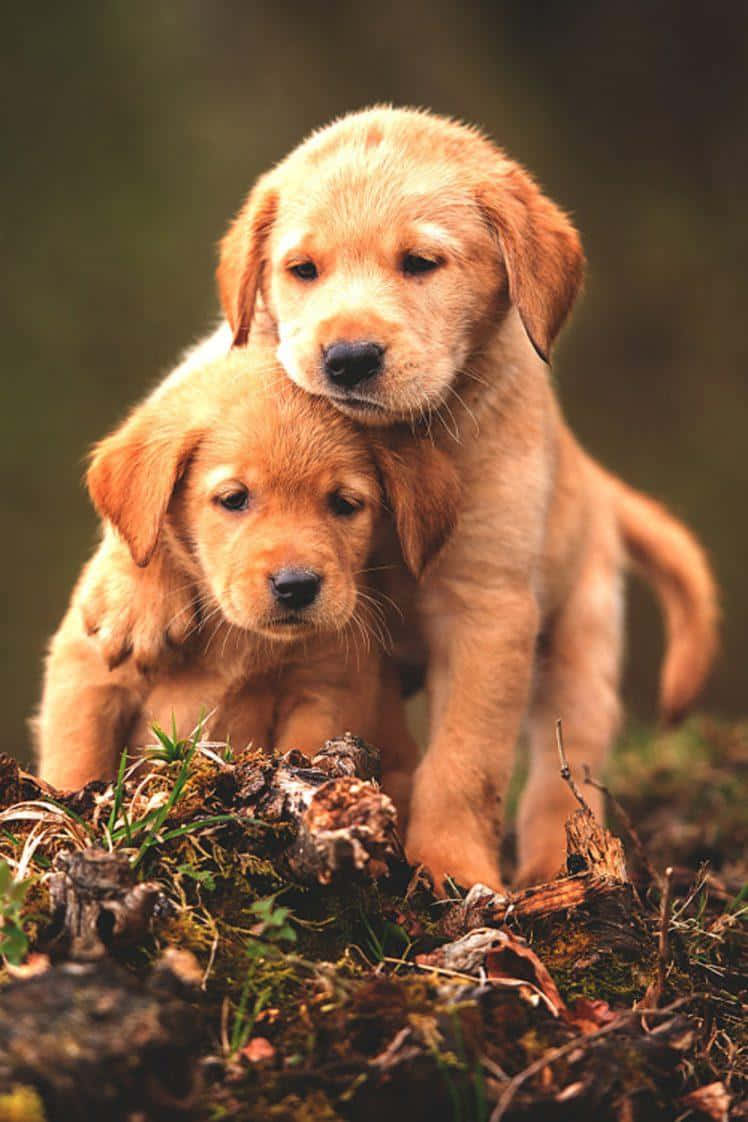 動物 桌布 壁紙 — 兩隻黃金獵犬幼犬在長滿苔蘚的地面上依偎在一起，柔和自然光線。