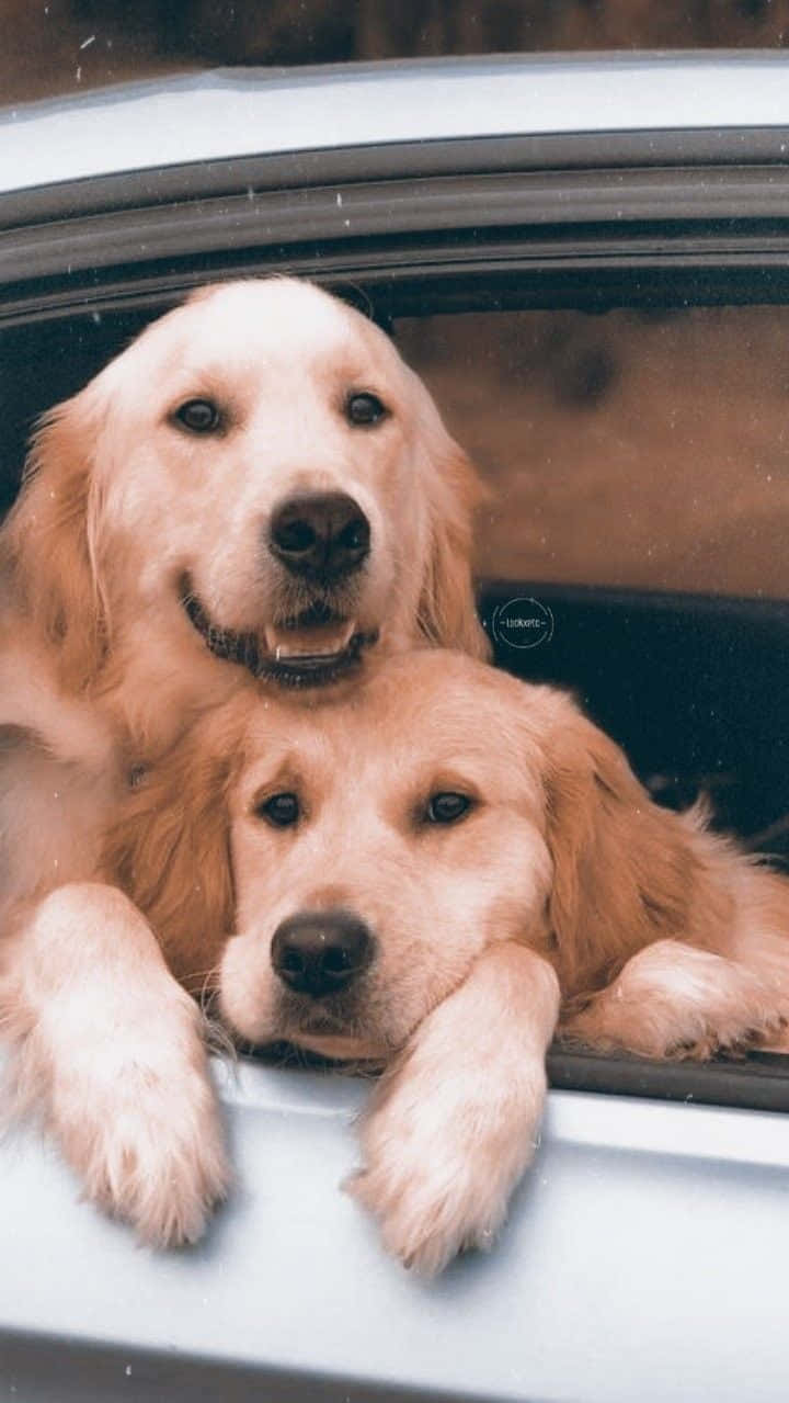 Dog Aesthetic 桌布 壁紙 — 兩隻黃金獵犬從車窗探出頭來，表情歡樂，毛髮蓬鬆。