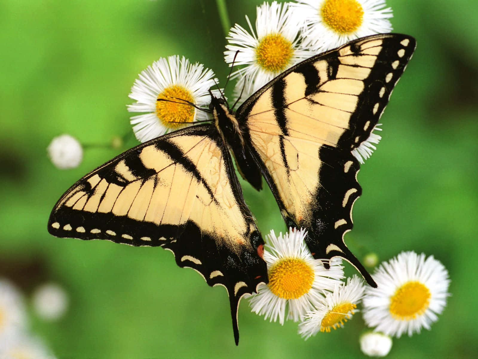 Butterfly Photos 桌布 壁紙 — 兩隻黃黑相間的燕尾蝶輕盈地棲息在白色雛菊上，雛菊有著明亮的黃色花心，背景是柔和的綠色。