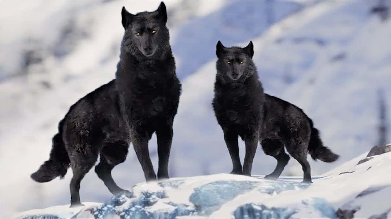 Beautiful Wolf 桌布 壁紙 — 兩隻黑狼警覺地站在白雪覆蓋的山脊上，腳下是冰冷的岩石。