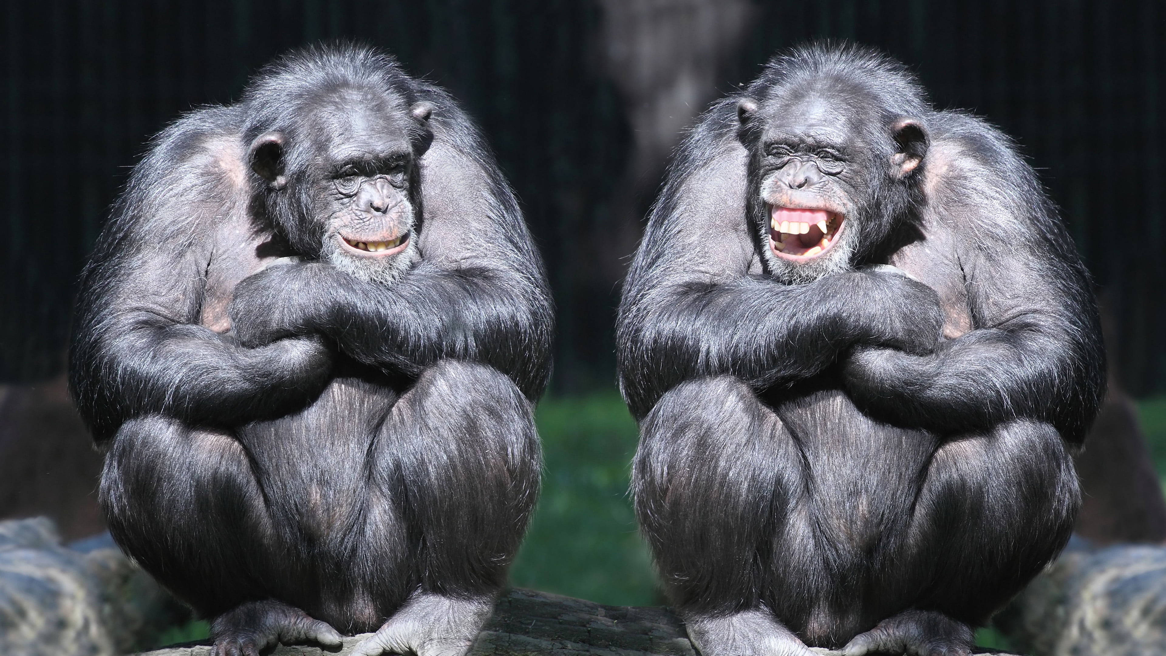 Chimpanzee 桌布 壁紙 — 兩隻黑猩猩並排坐在一根木頭上，一隻咧嘴大笑，另一隻平靜微笑，背景昏暗模糊。