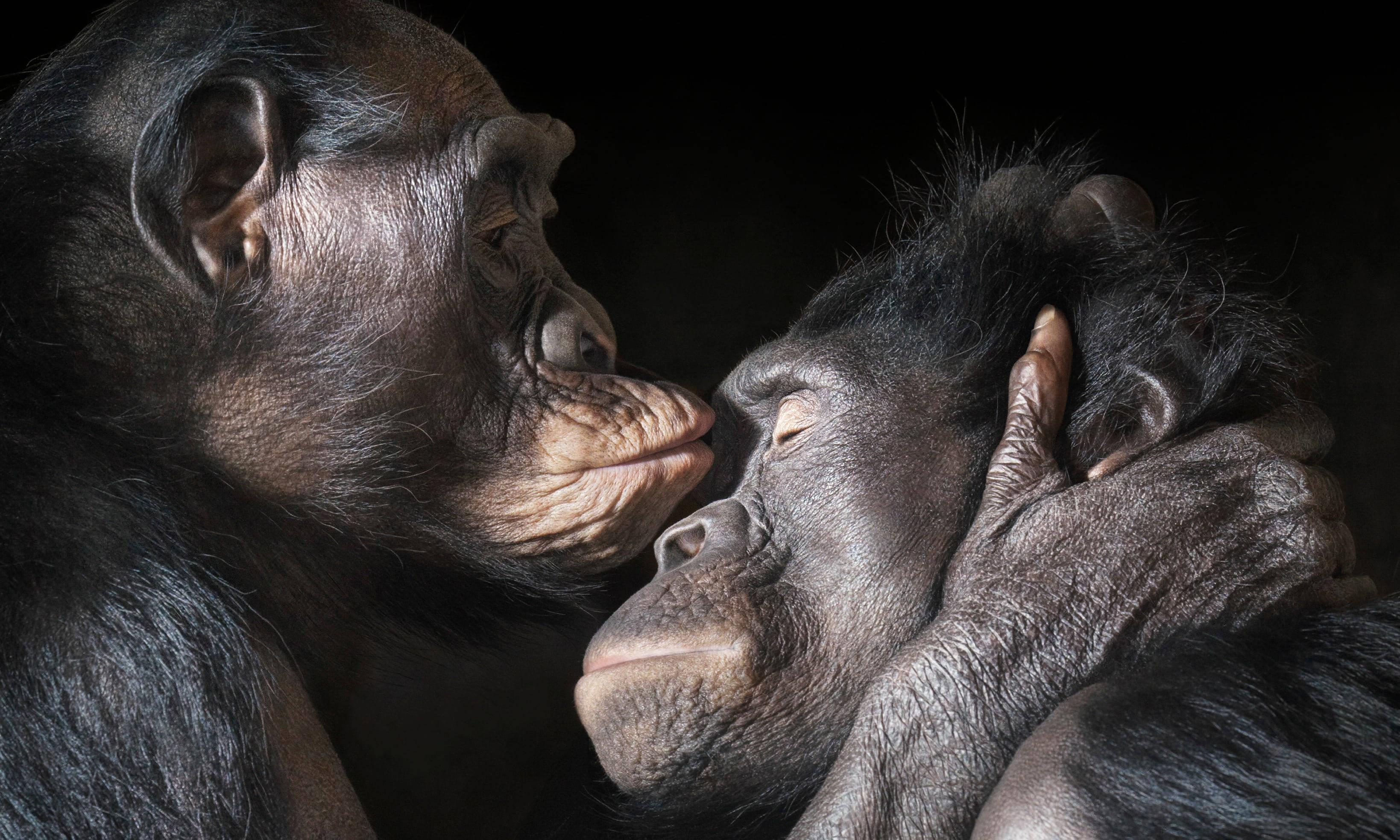 黑猩猩 桌布 壁紙 — 兩隻黑猩猩之間溫柔的時刻，一隻輕輕地蹭著另一隻的臉，在黑暗而親密的環境中。