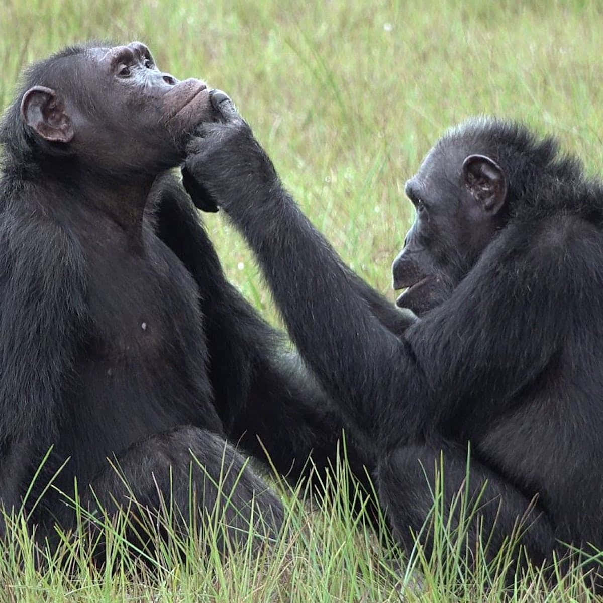 Chimpanzee 桌布 壁紙 — 兩隻黑猩猩坐在高高的草叢中，一隻輕輕觸摸另一隻的臉，溫柔的瞬間。