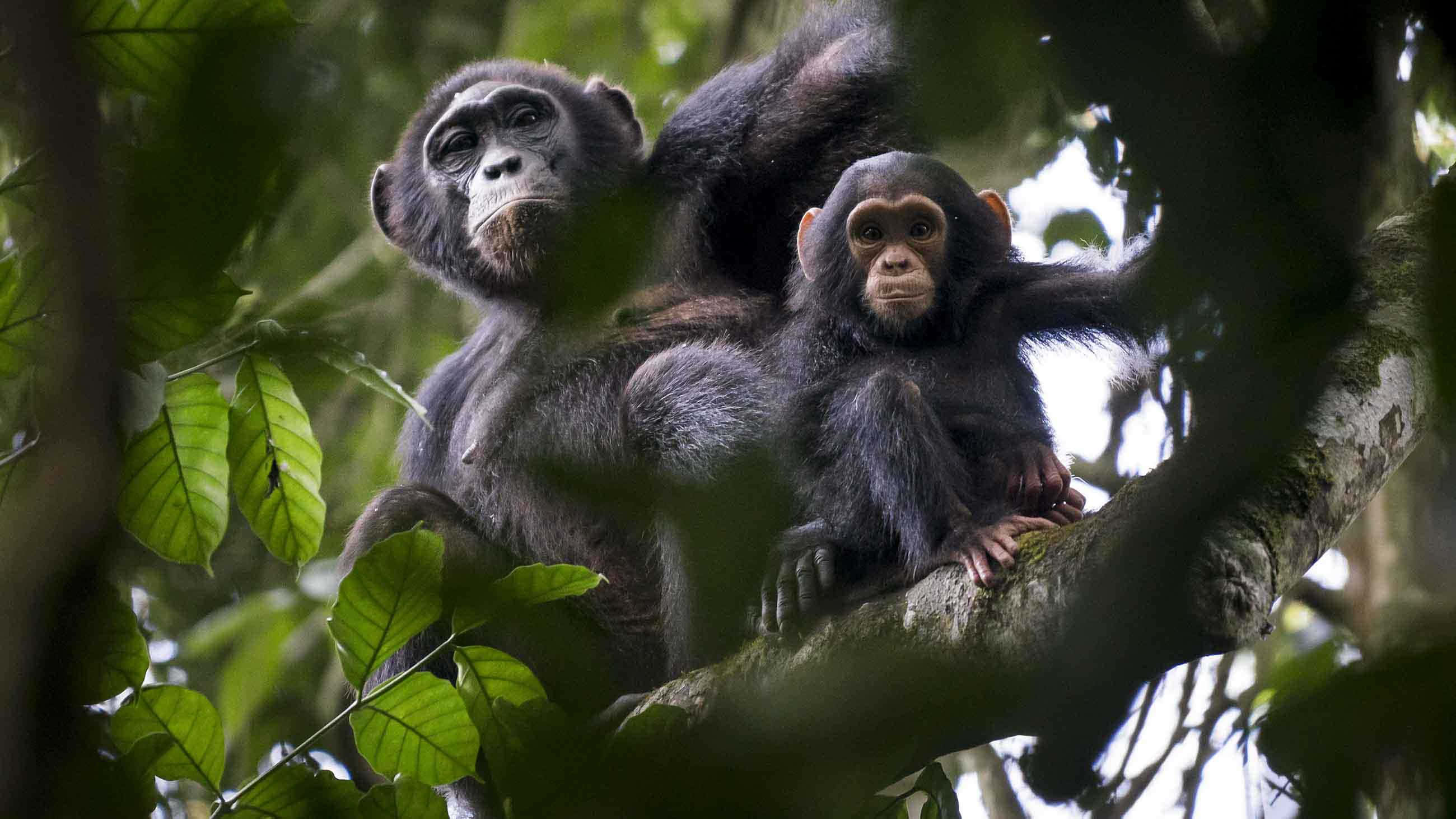 Chimpanzee 桌布 壁紙 — 兩隻黑猩猩棲息在樹枝上，周圍是茂密的綠色樹葉，一隻成年和一隻幼年黑猩猩平靜地凝視著觀看者。
