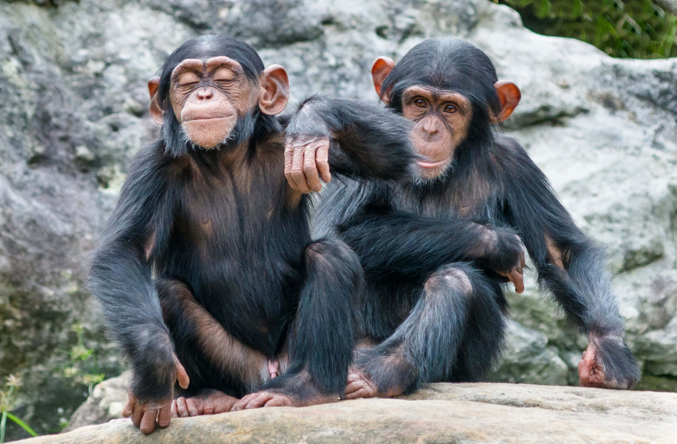 Chimpanzee 桌布 壁紙 — 兩隻黑猩猩緊貼著坐在陽光照耀的岩石上，一隻閉著眼睛平靜休息，另一隻警覺地向前凝視。