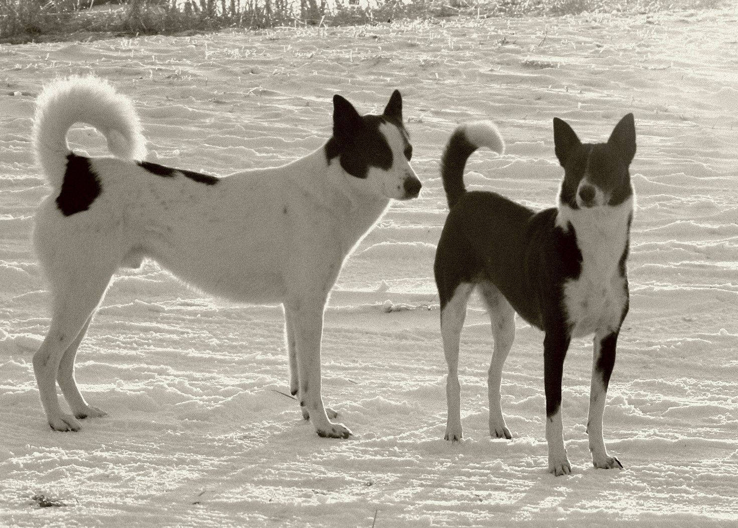 Dogs 桌布 壁紙 — 兩隻黑白狗在柔和的冬日陽光下，警覺地站在雪地裡。