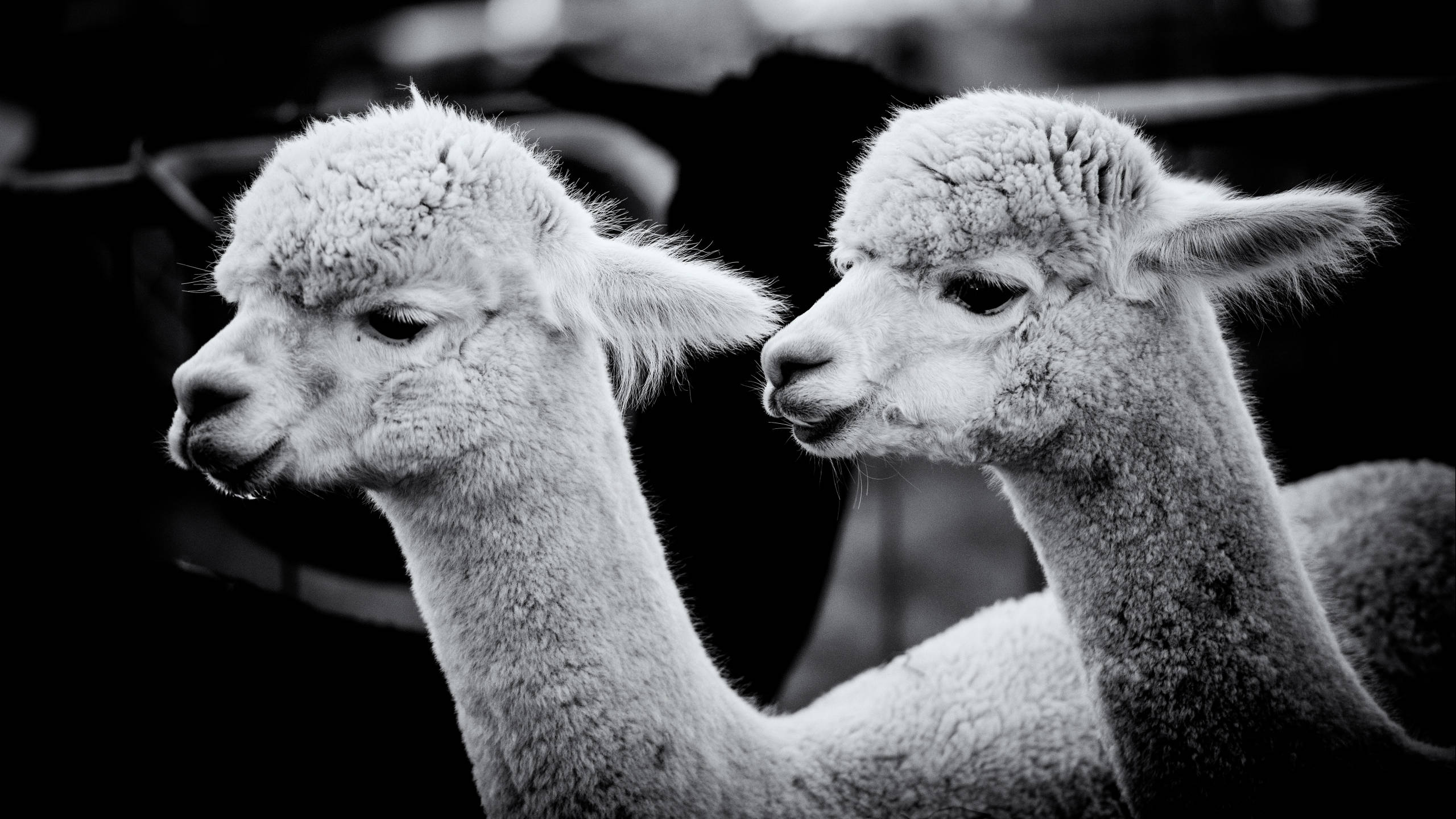 Alpaca 桌布 壁紙 — 兩隻黑白相間的毛茸茸羊駝在黑暗模糊的背景前平靜地並排凝視。