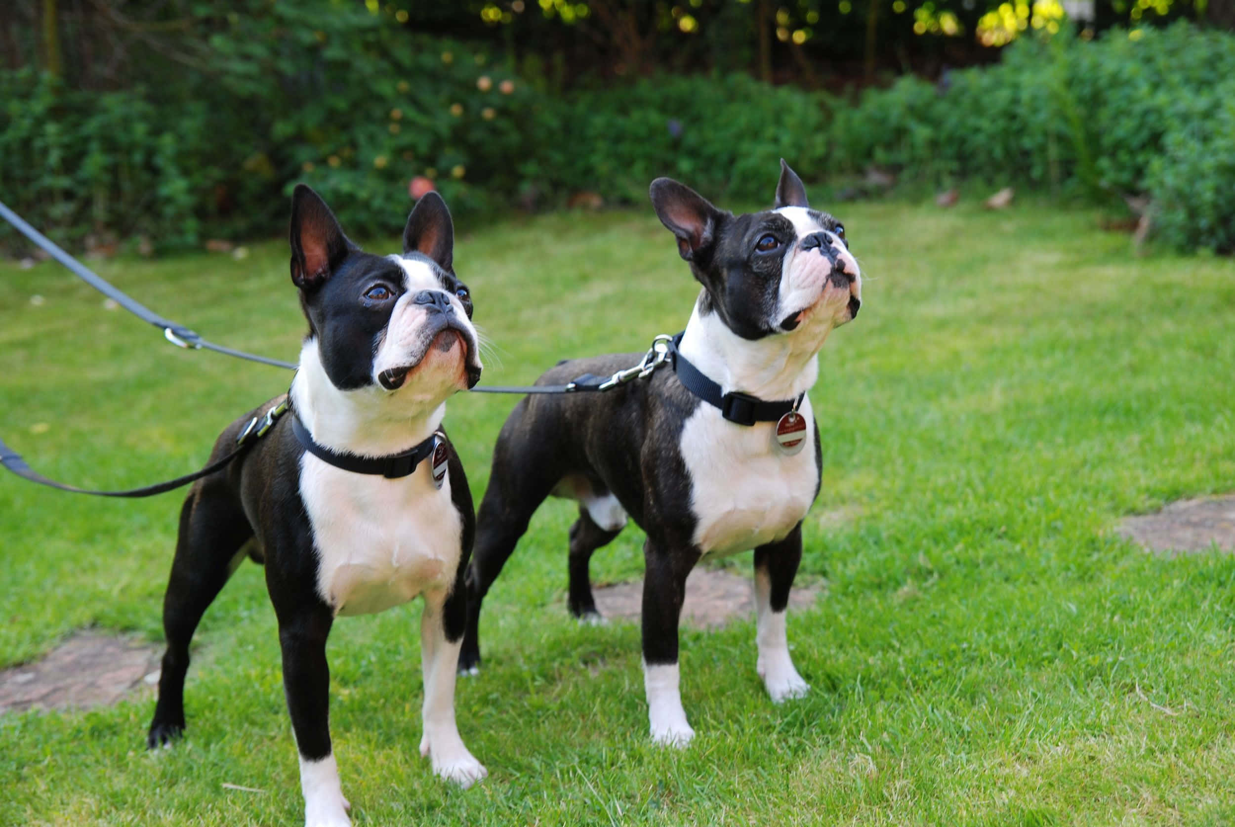 boston terrier 桌布 壁紙 — 兩隻黑白相間的波士頓㹴犬繫著狗繩，在陽光明媚的綠色草坪上警覺地站立，背景有樹木。