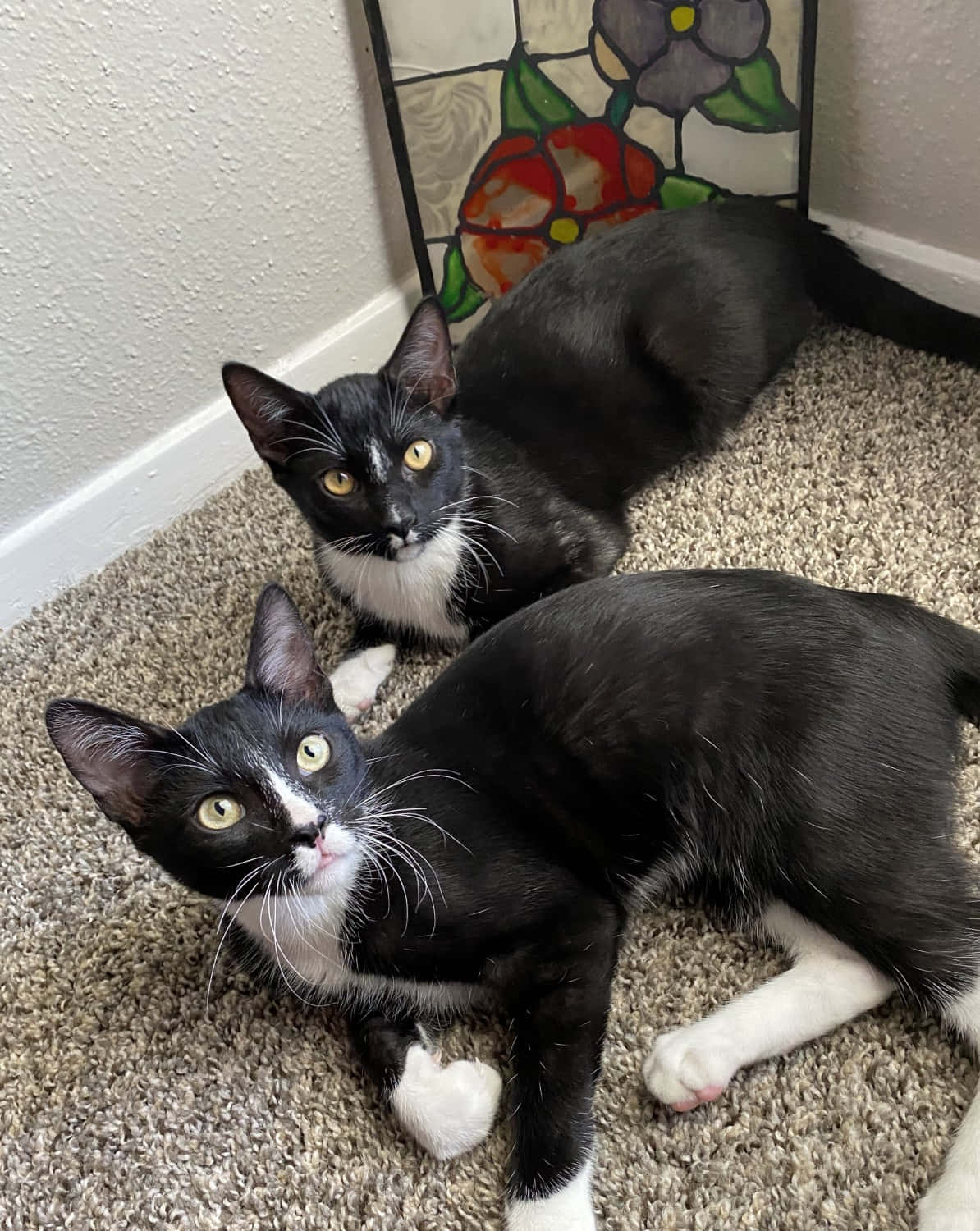 European Shorthair 桌布 壁紙 — 兩隻黑白貓咪，有著明亮的黃色眼睛，在彩色玻璃窗附近的米色地毯上閒逛。