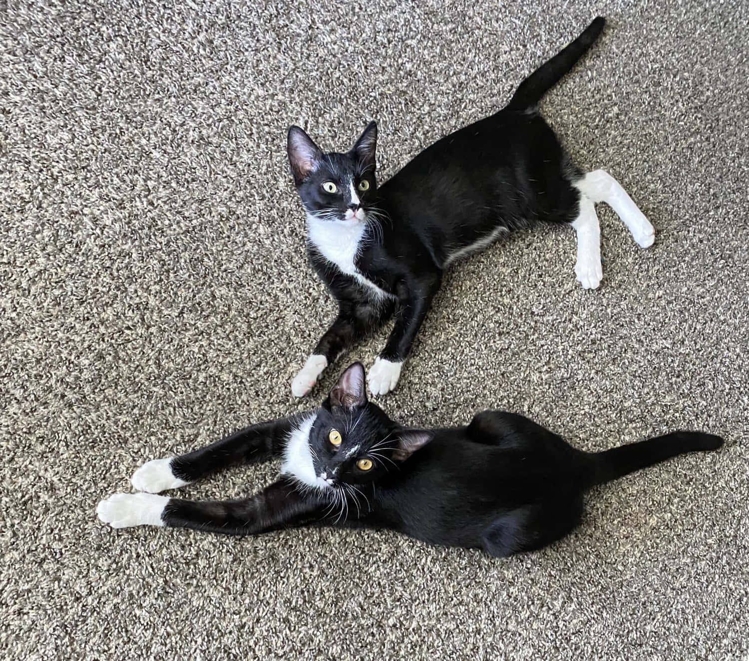 European Shorthair 桌布 壁紙 — 兩隻黑白貓咪在米色地毯上伸展身體，抬起頭，露出明亮的黃色眼睛。