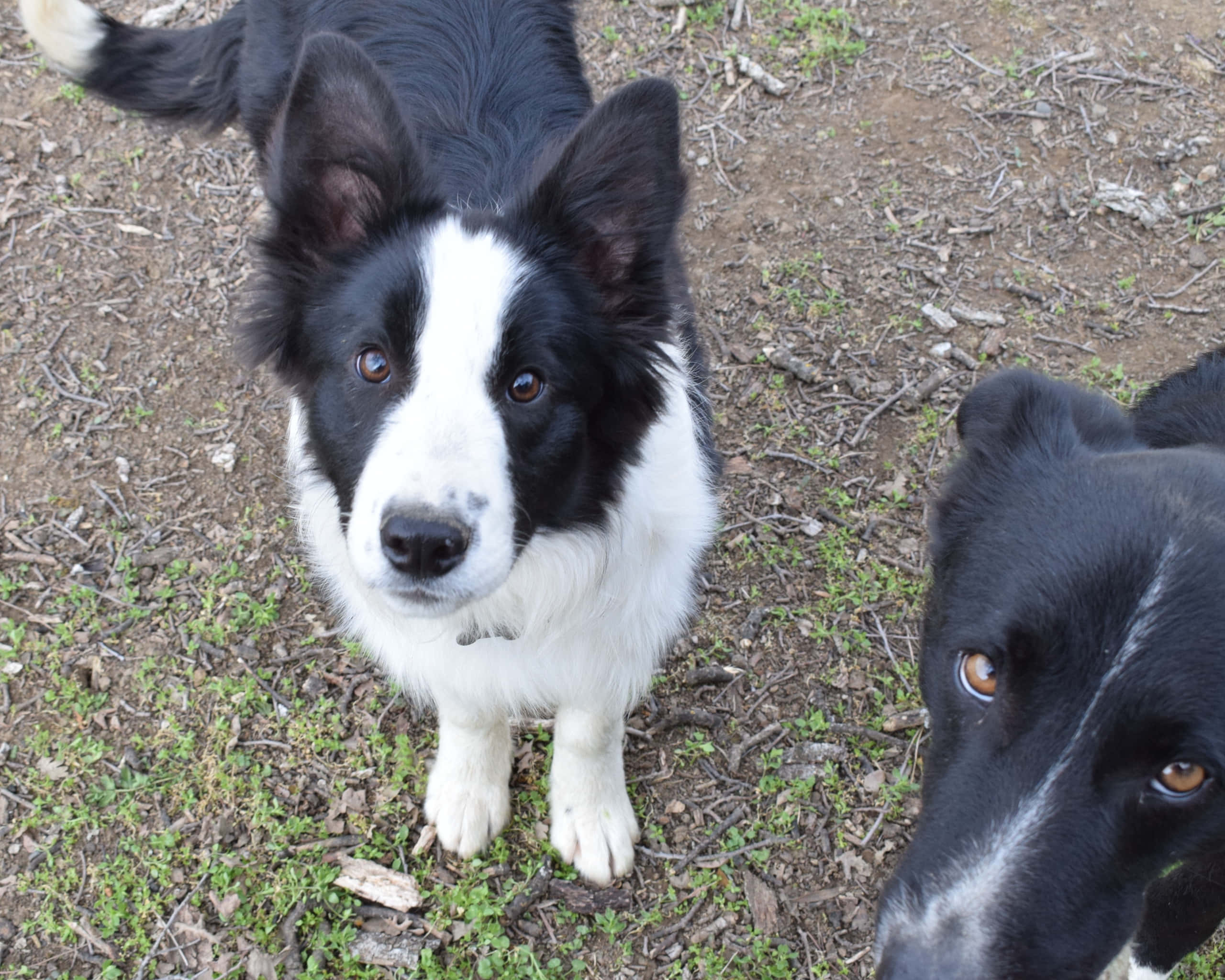 border collie 桌布 壁紙 — 兩隻黑白邊境牧羊犬從斑駁的草地和泥土地面抬起頭，眼神明亮地向上望。