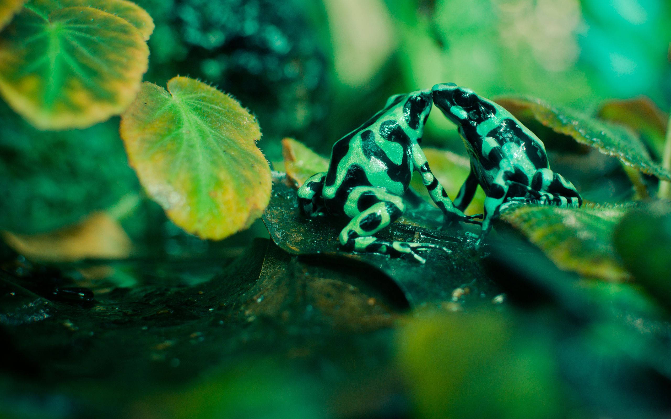 Kawaii Frog 桌布 壁紙 — 兩隻黑綠箭毒蛙在柔和的綠光下，於茂密的熱帶植物叢中的一片葉子上依偎。
