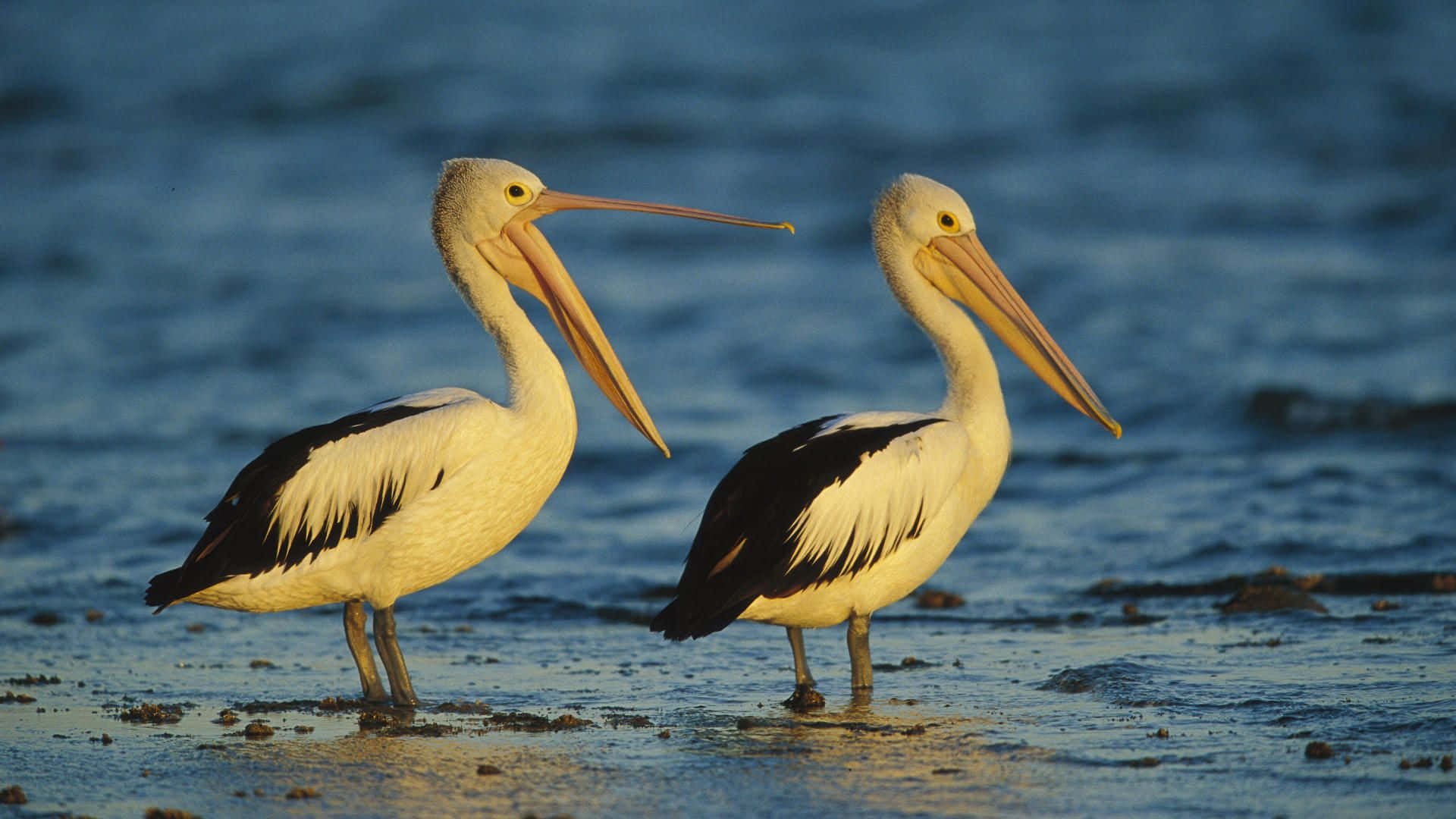 Pelicans 桌布 壁紙 — 兩隻黑翼白鵜鶘在黃金時刻站立於淺水中，長喙朝向地平線。