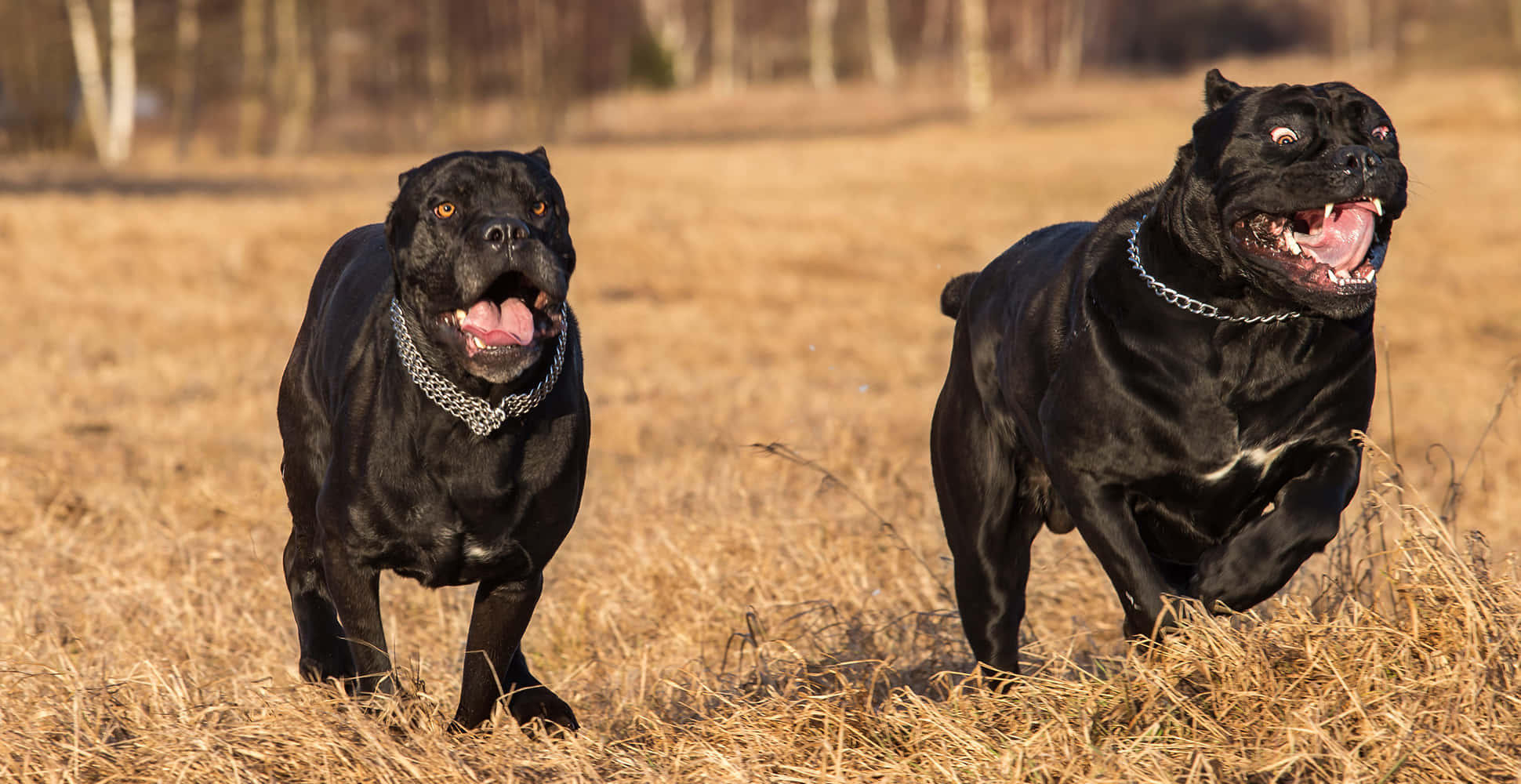 卡斯羅犬 桌布 壁紙 — 兩隻黑色Cane Corso狗戴著鏈條項圈，在陽光明媚的田野中快樂地穿過乾燥的金色草地奔跑。