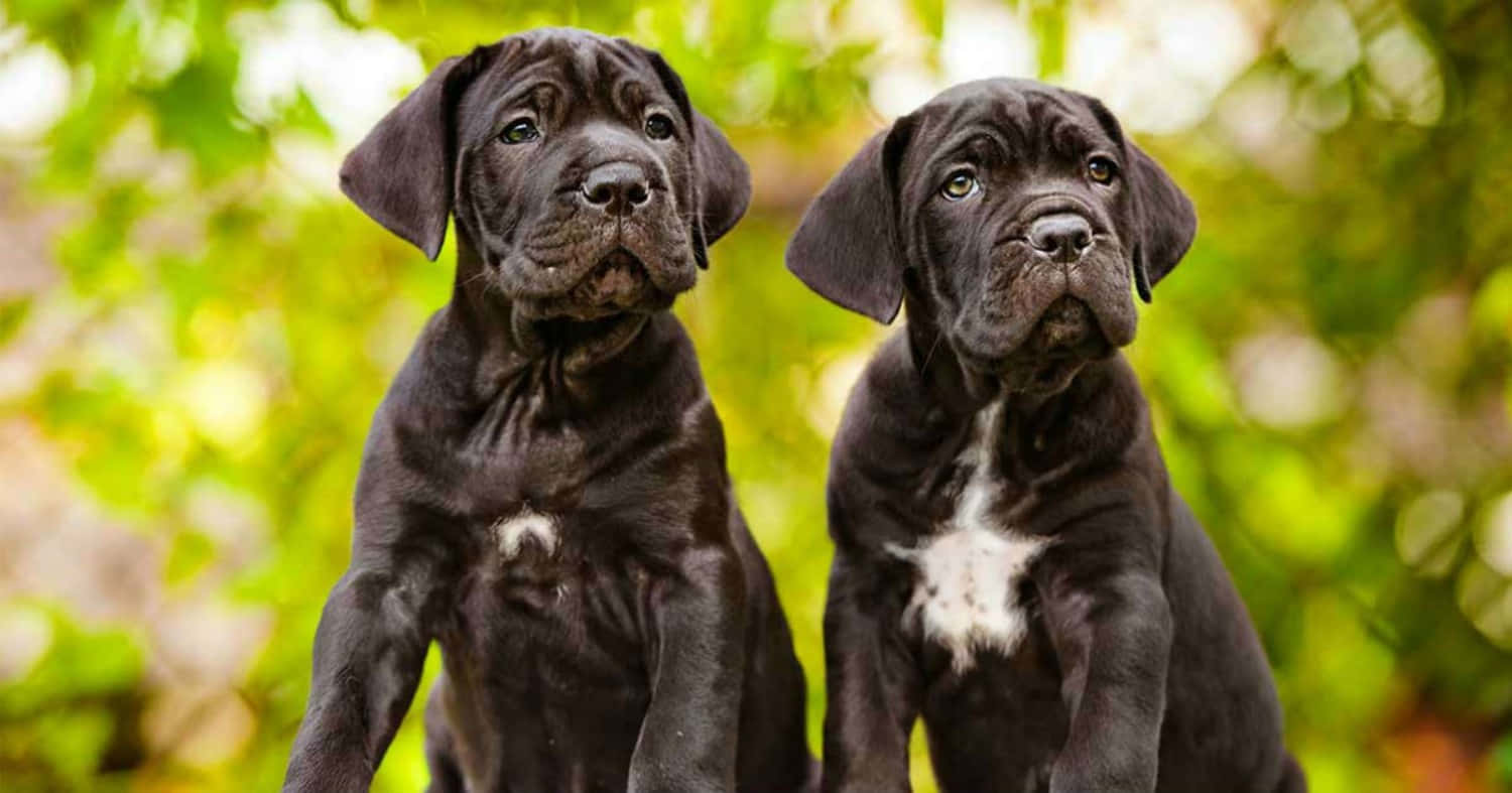 卡斯羅犬 桌布 壁紙 — 兩隻黑色卡斯羅幼犬，臉部有皺紋，胸前有白色斑紋，警覺地坐在明亮的綠色樹葉背景前。