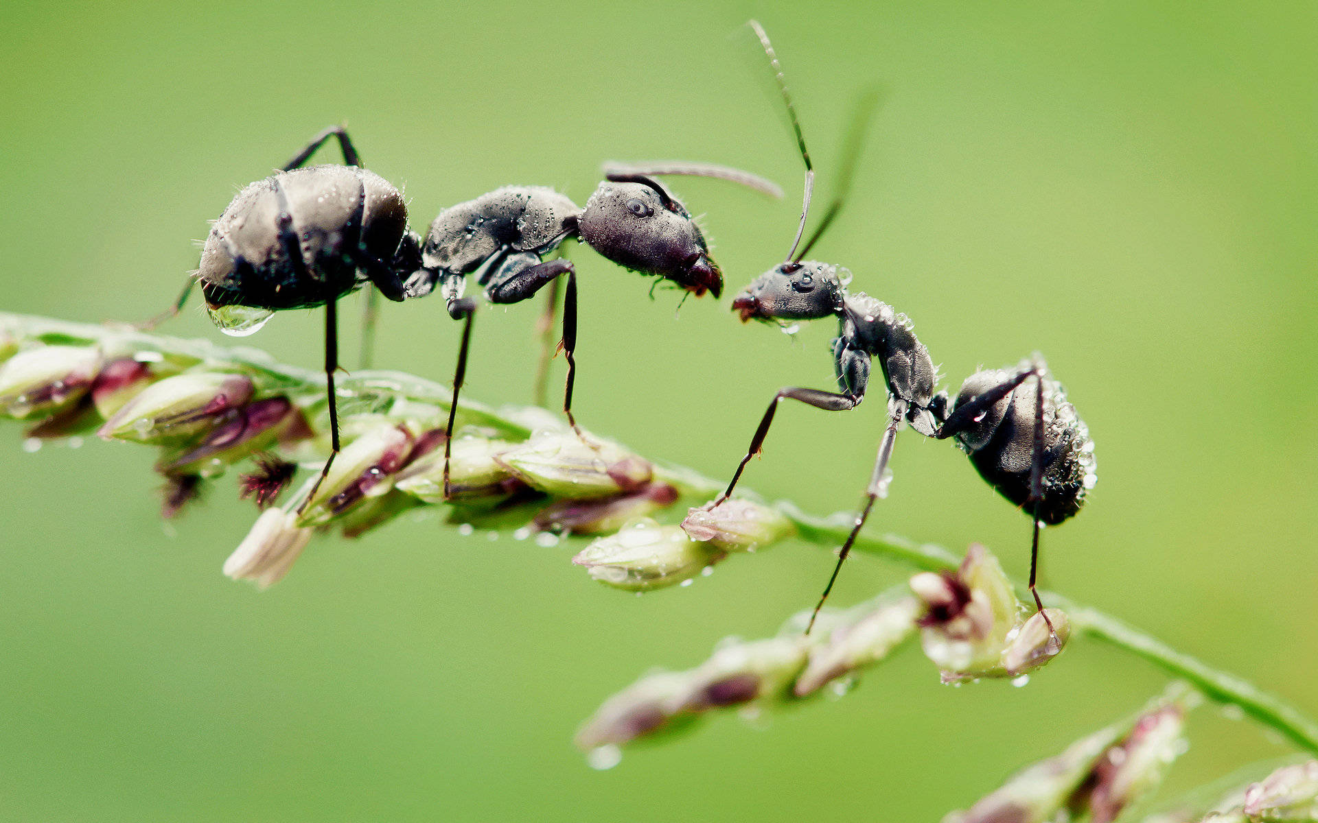 ant 桌布 壁紙 — 兩隻黑色螞蟻在沾滿露水的草地上互動，背景是柔和的綠色。